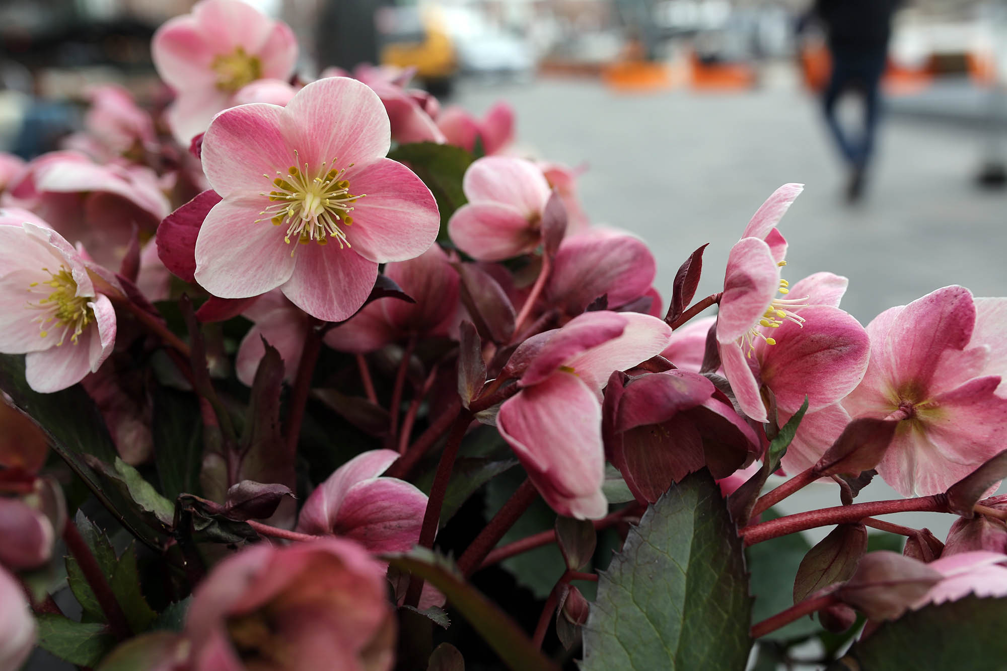 My grandparents gave me one of their Hellebore plants for my yard and I've grown so fond of them! When I see them in full bloom like this... I swoon!