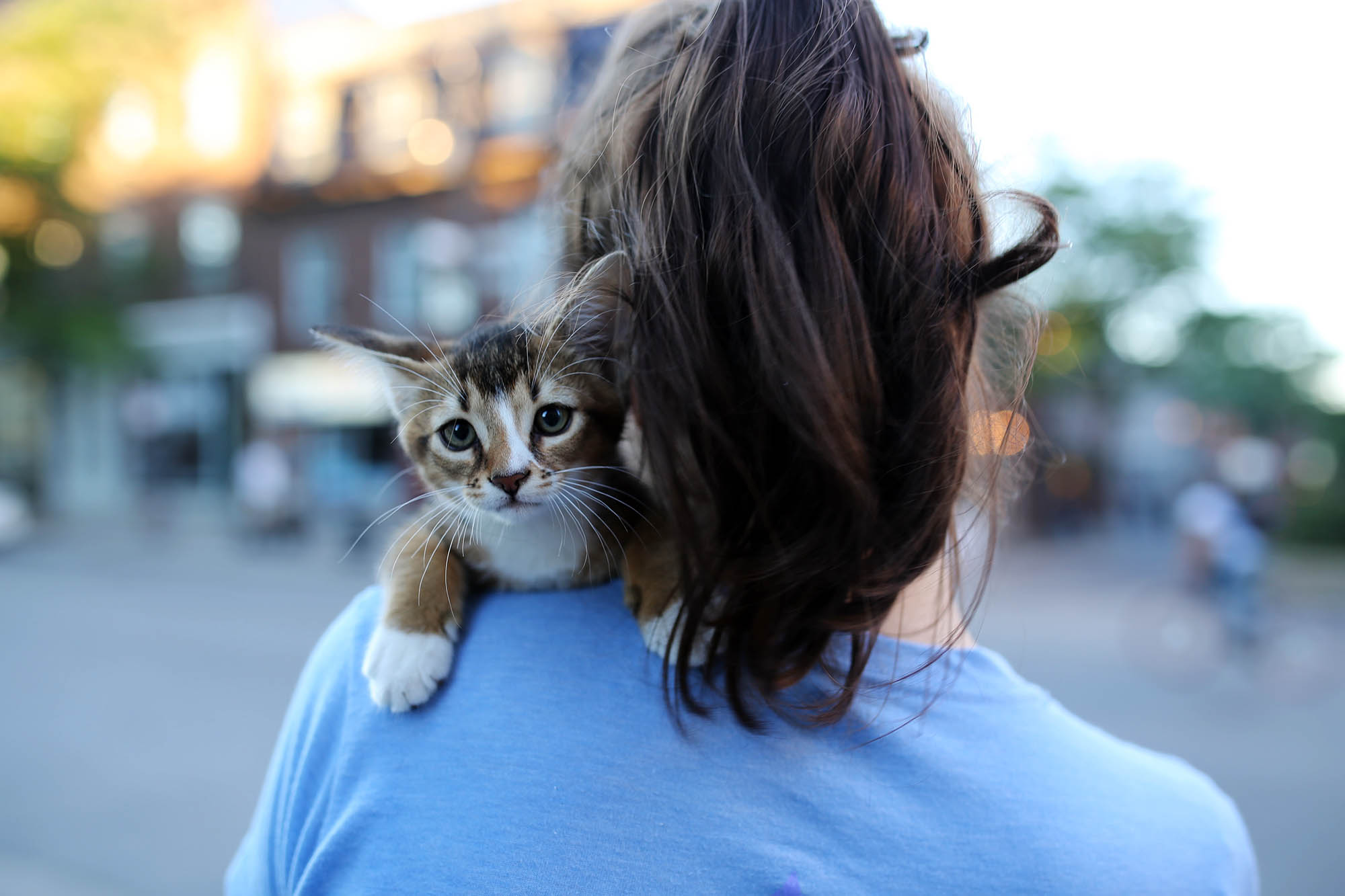 on our way to dinner I spotted a girl who had just adopted this kitten. so sweet!