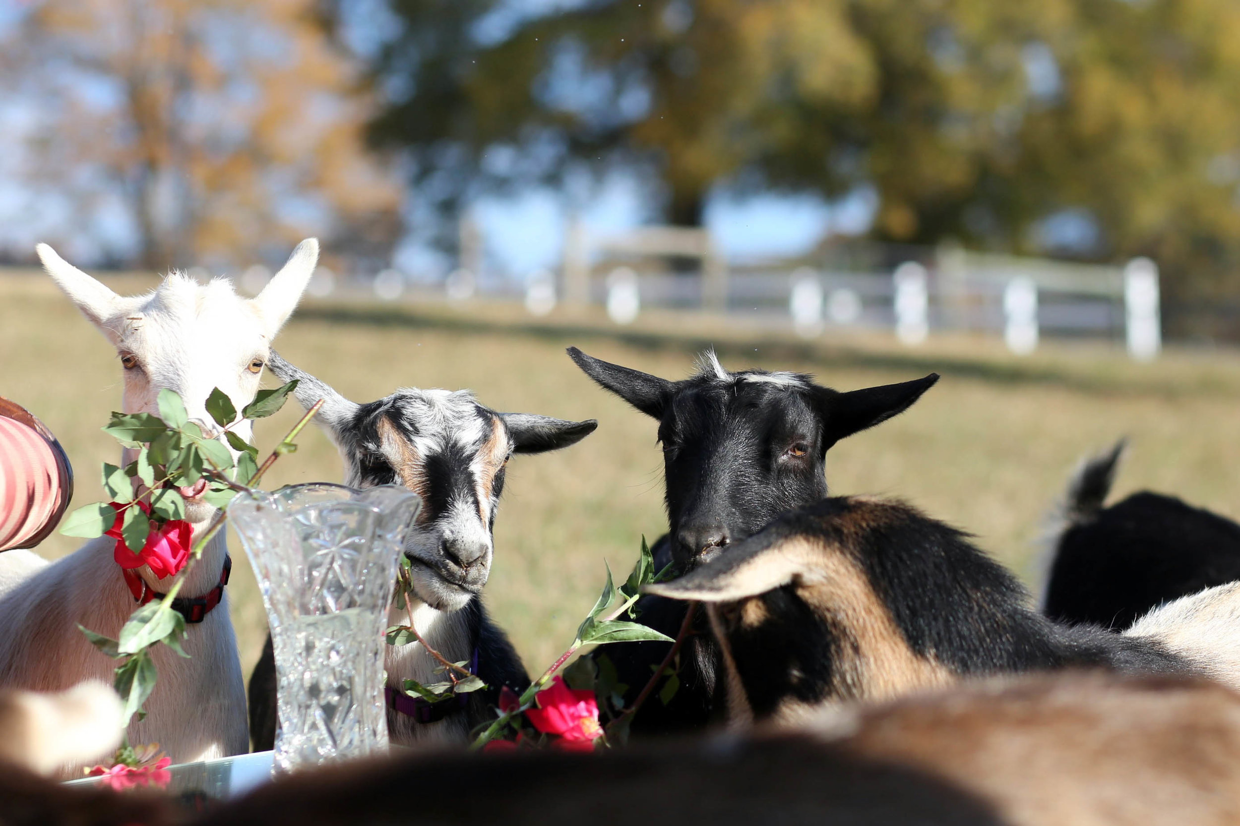 note to self: DO NOT bring roses on set when there are goats present.