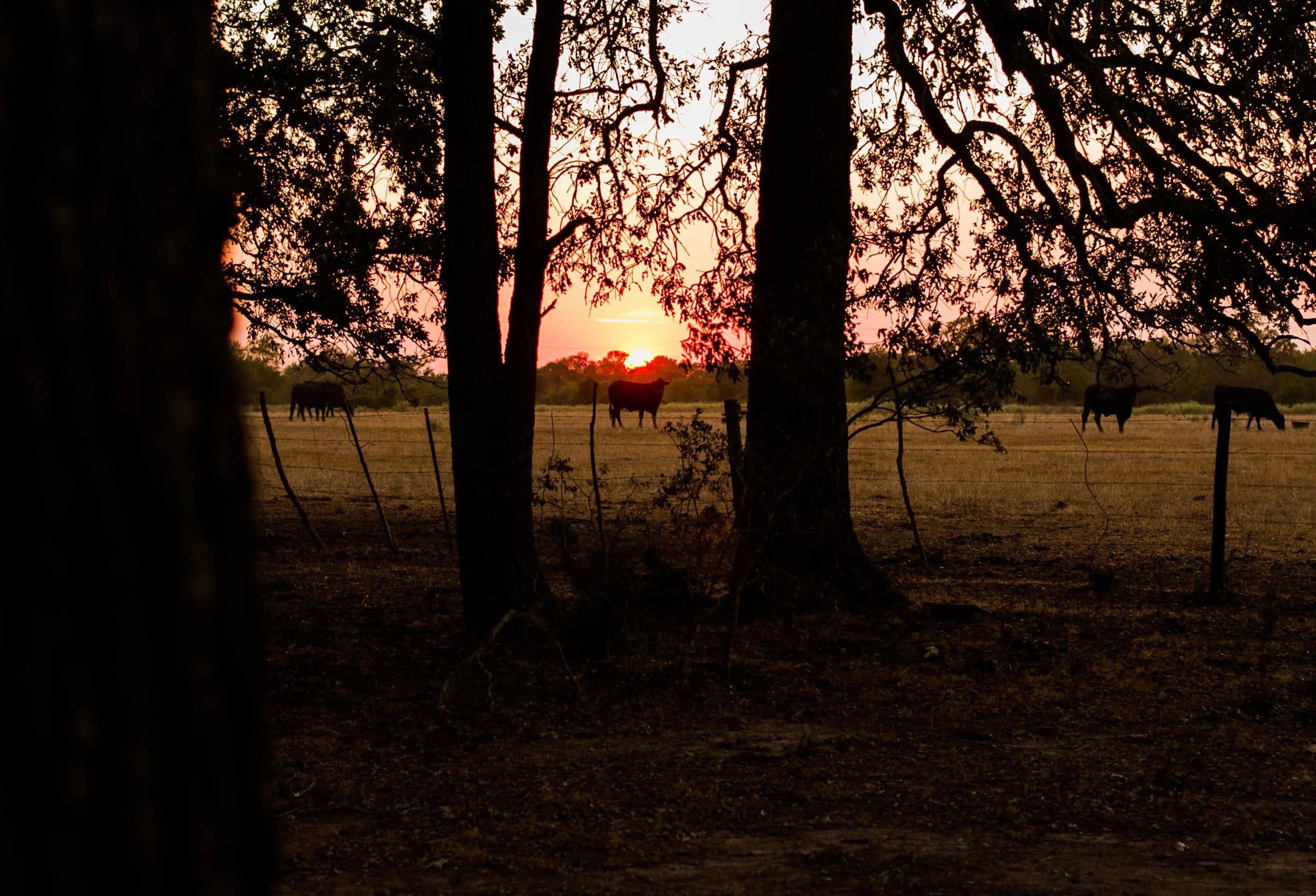 _MG_0067.jpg
