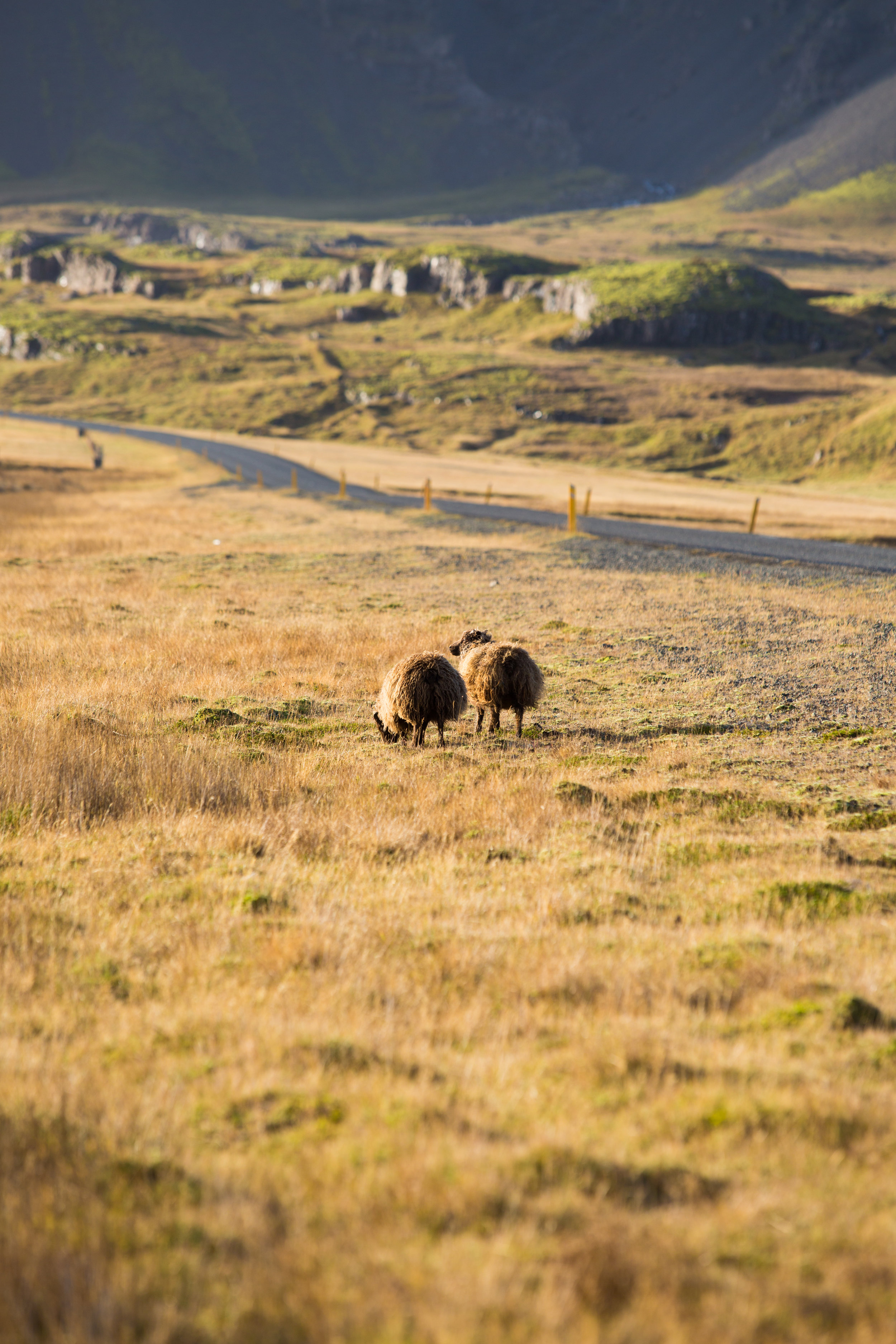 Roaming throughout the Icelandic grasslands are their prized sheep. WIth little to worry about besides a GPS locator on their ear, many roam all day and night as they wish.