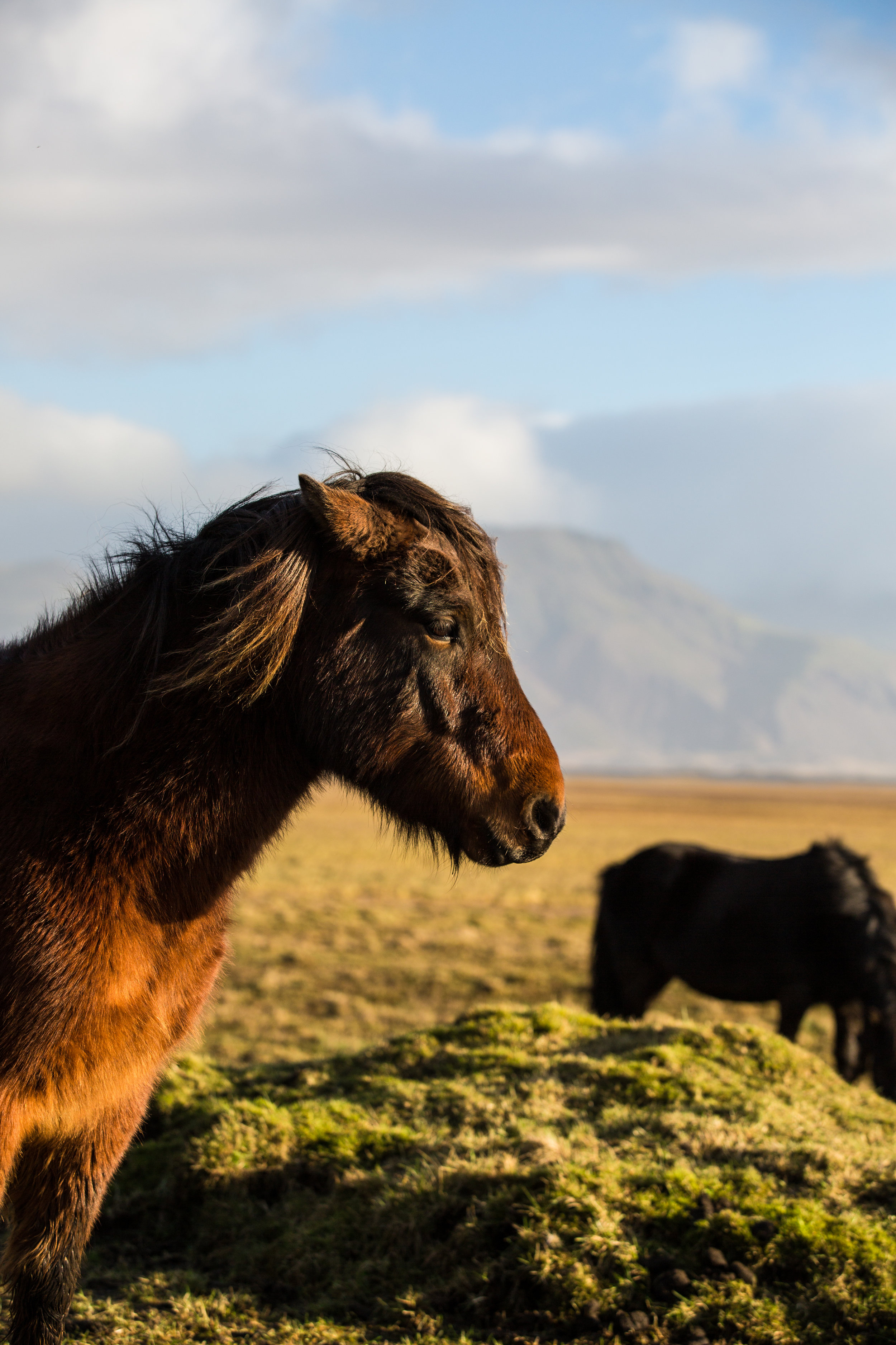 The history of the Icelandic horse goes back to the 9th century when Norse clans brought them over from the east. While small, they are known for their strength, resilience to cold and disease, with much praise also going to the two specialized gaits they have adapted over time. Riding these beasts is a different horseback experience than many back home may be used to.