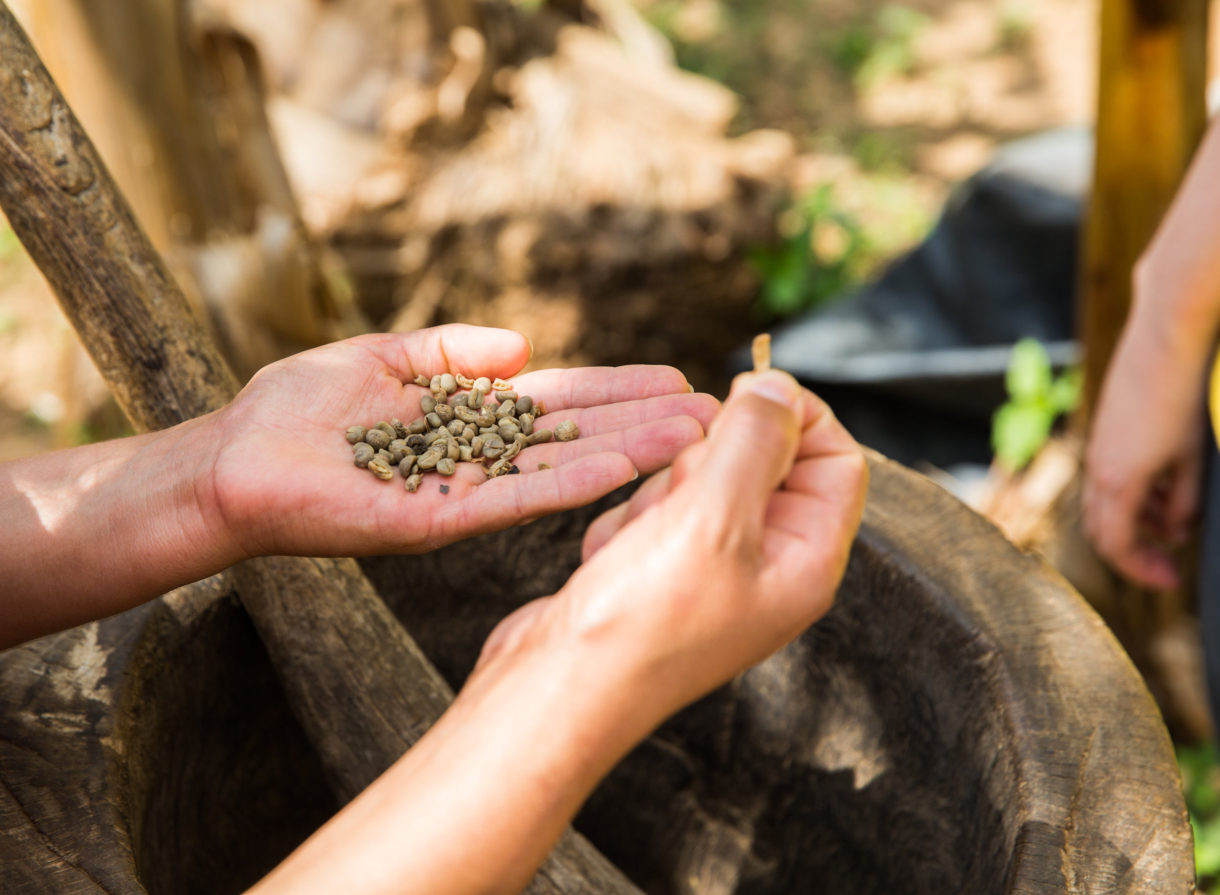 At the house of our guide, his wife shows us their arabica bean treatment process.