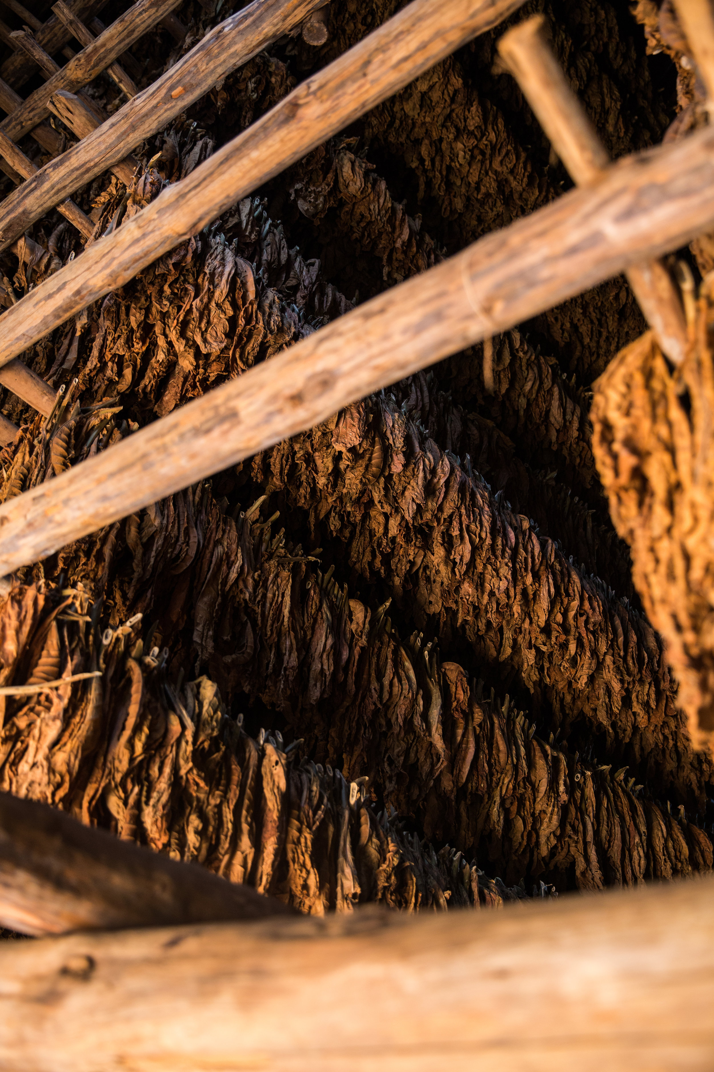 A storehouse of Cuba's crown jewel, the tobacco leaf. It takes 6 months from start to finish to complete the entire cigar making process. 
