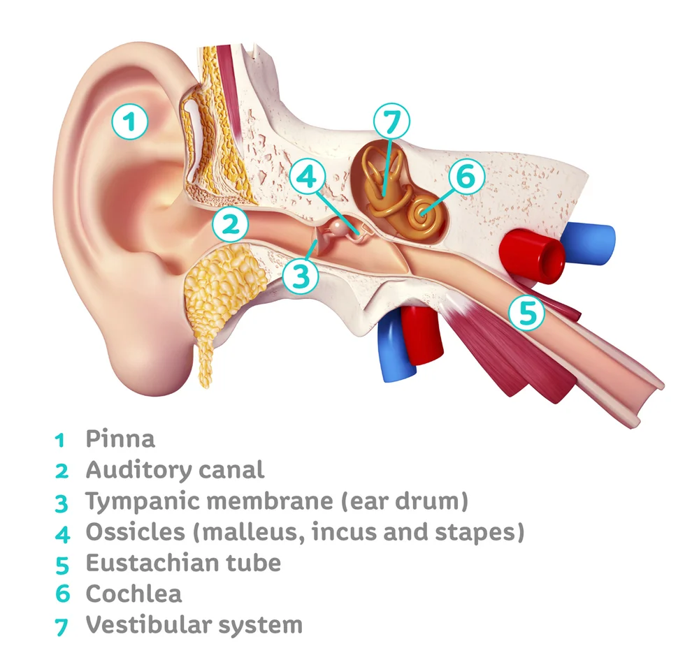The Ear — Summerlin Audiology
