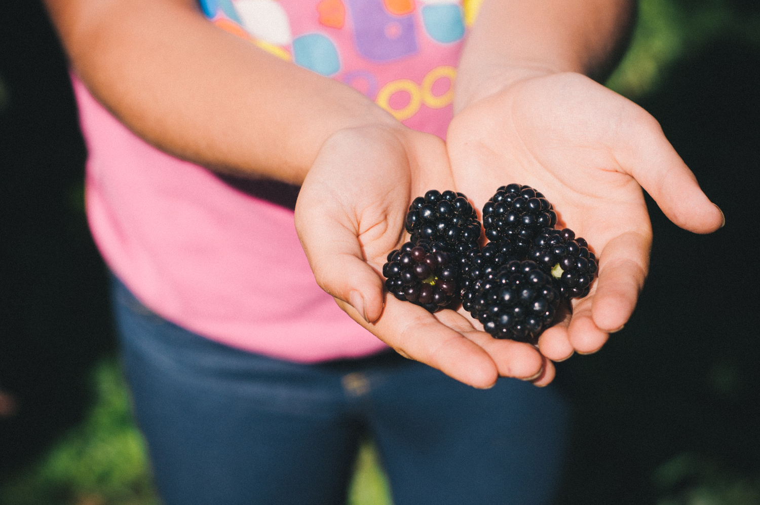 Picking peaches, cherries and boysenberries in the Okanagan Valley, BC