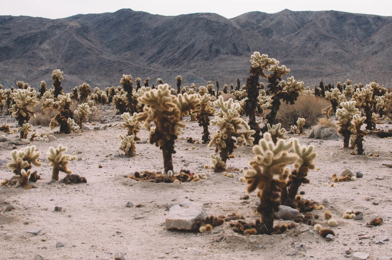 Teddy Bear Cholla Cacti (that's their real name!): Don't try to cuddle with them!