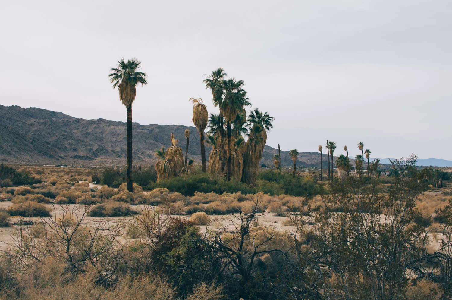 The Oasis of Mara is the green space where you can see fan palms.