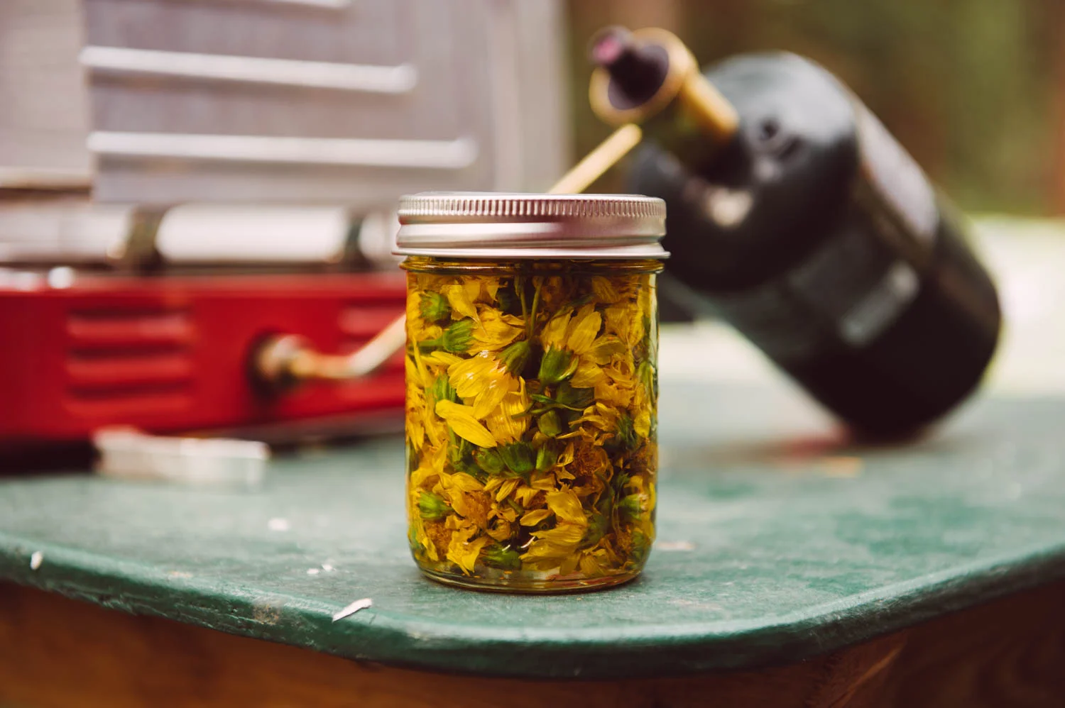 Arnica oil in the making, offered by a friend.