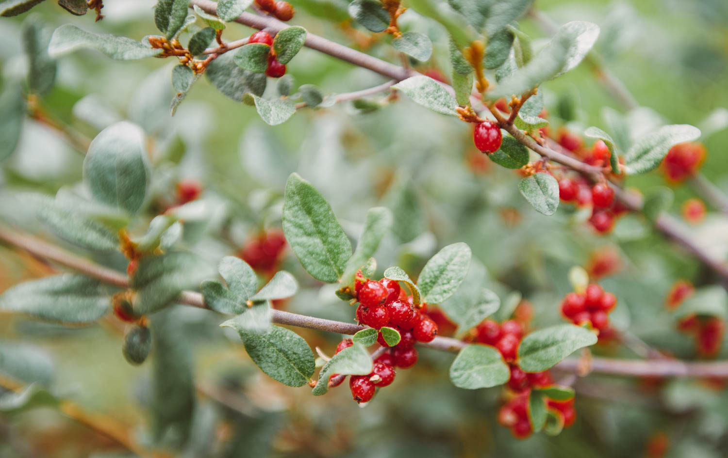 The soapberries ( Shepherdia canadensis ) are already out! The girls love to whip them into Indian ice cream (when whipped with sugar, the berries turn into a pink foamy concoction) . The girls also love to rub the berries all over themselves (it creates foam!) and rinse themselves in the lake. It really does leave the skin feeling clean and fresh!