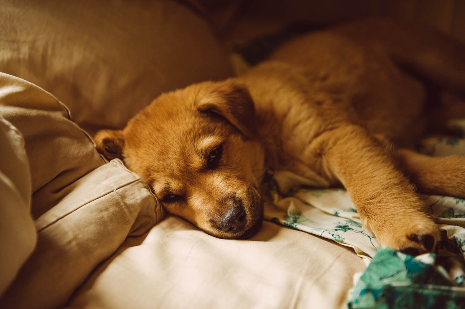 My lucky little fox... asleep in my bed…