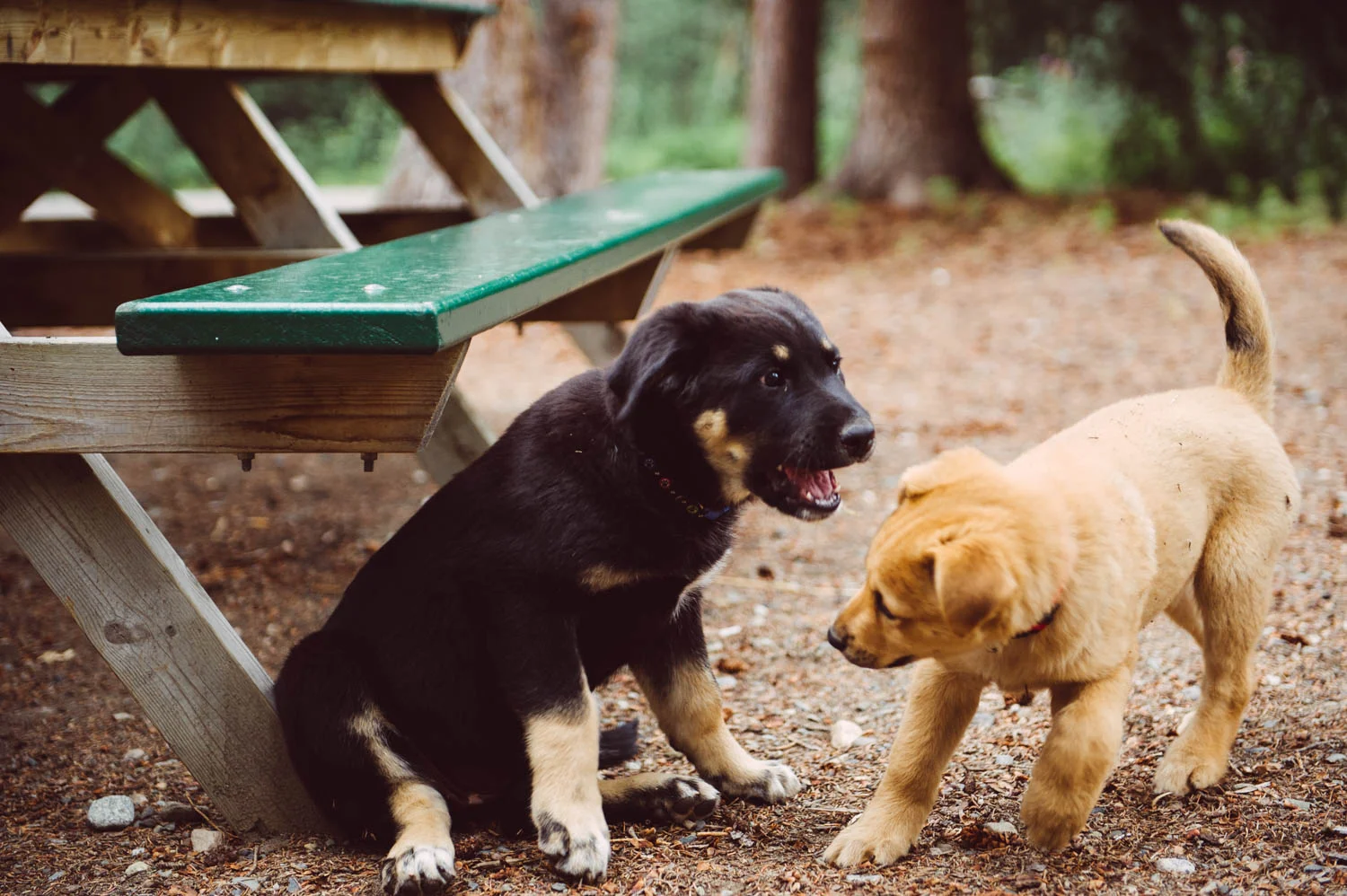 What's cuter than one puppy? Two puppies!! When our friend brought her brand new pup to meet with Java, they played non-stop for two hours!