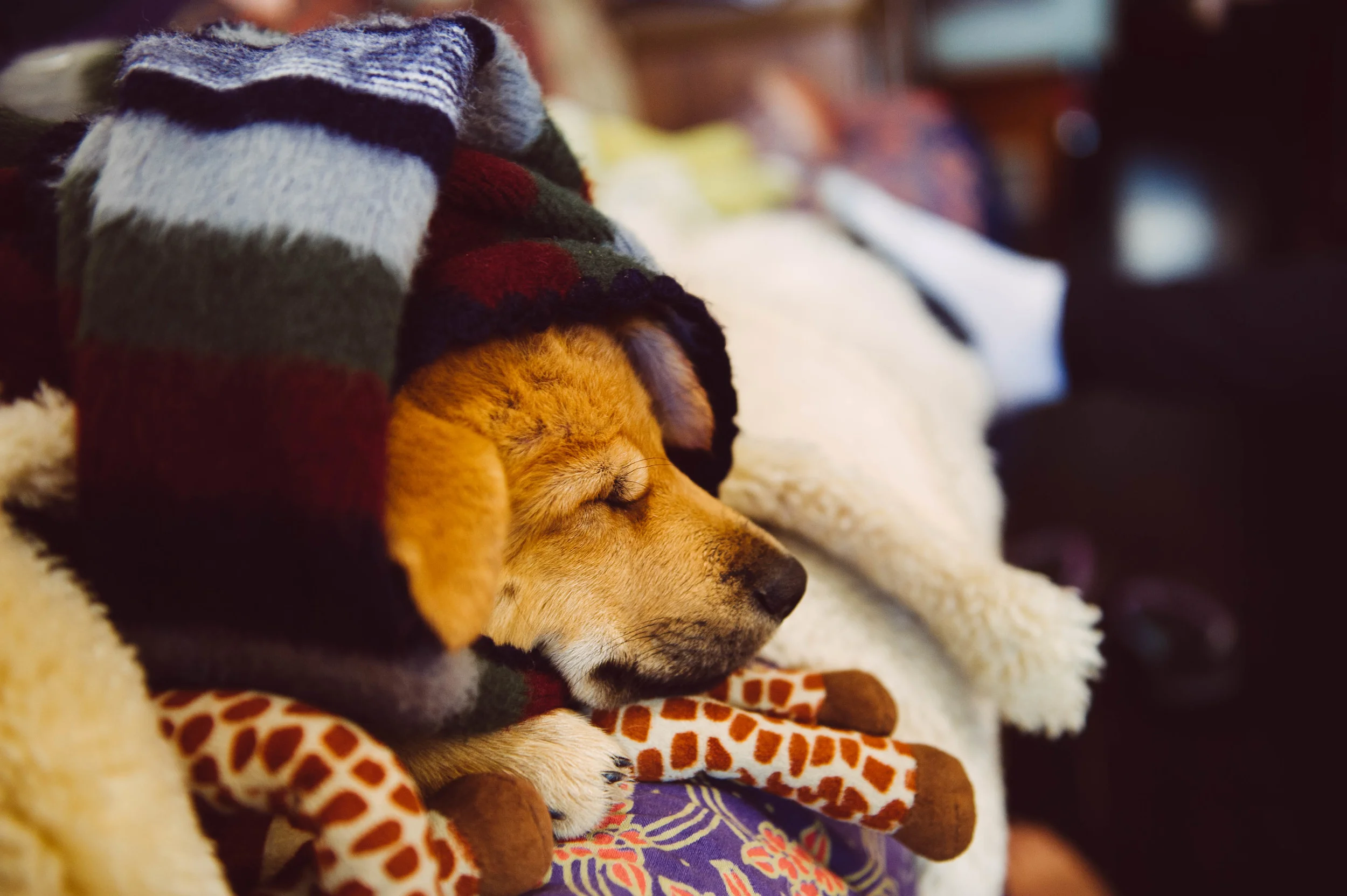 Warming up the shivering puppy...
