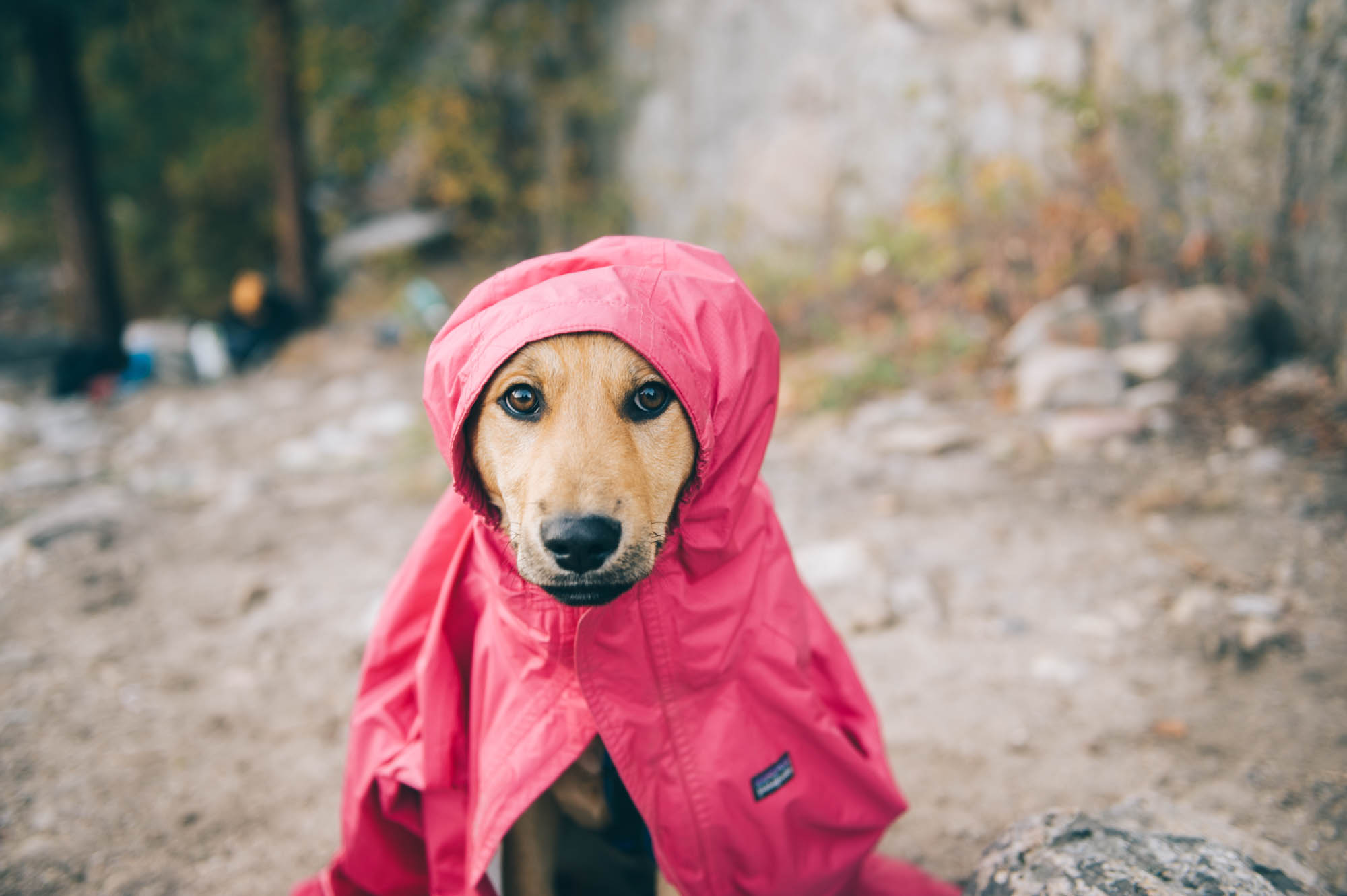 Poor Java found an underground wasp nest... and got a taste of their medicine. He was in shock and shaking, and the kids thought that dressing him up would keep him warm...!