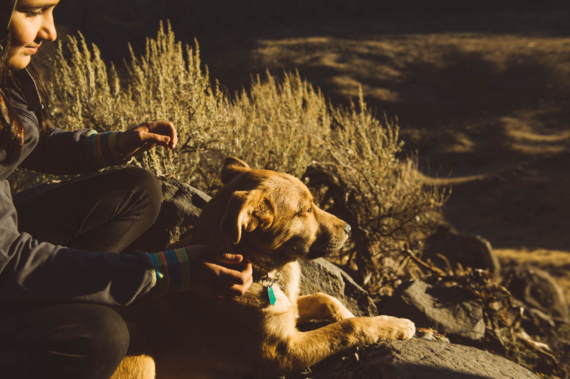 Sun gazing dog...