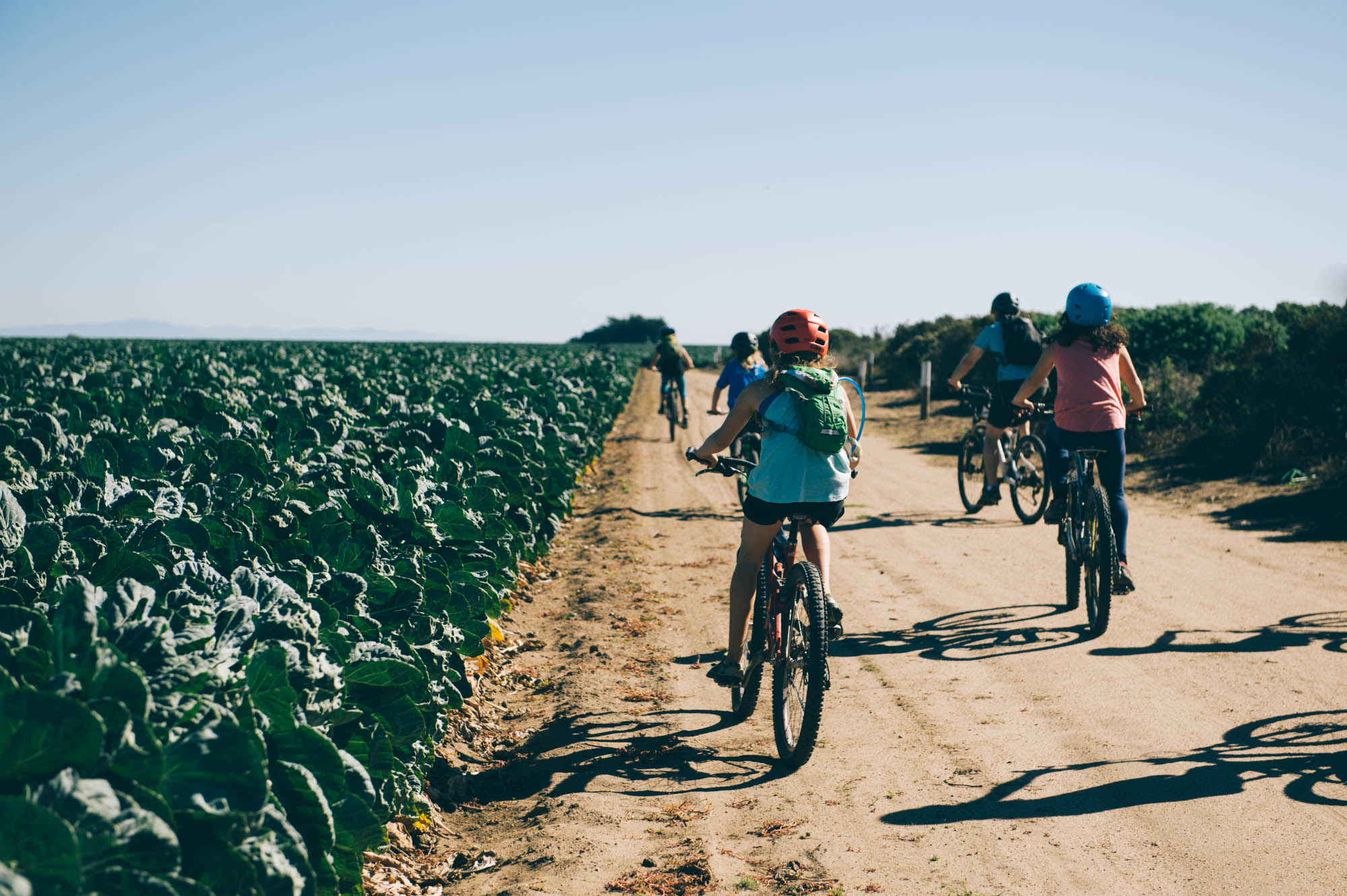 Biking by brussel sprouts fields