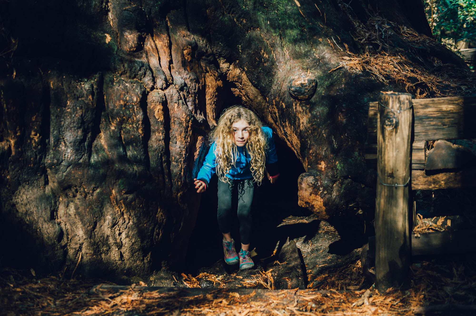 This is the Frémont Tree, a burnt-out, hollow redwood tree. We could all fit inside it. It was pitch black in there (but we could see high up into the trunk with a flashlight). It was an incredible feeling. I stood into a tree!