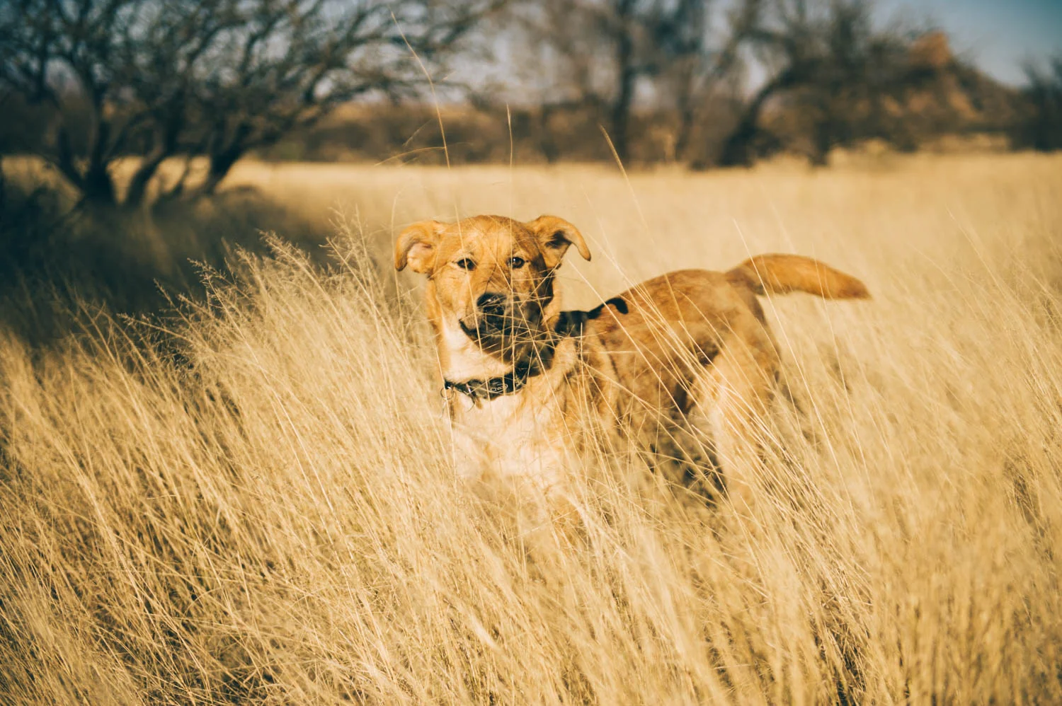 Java looked just like a dingo in this tall dry grass!