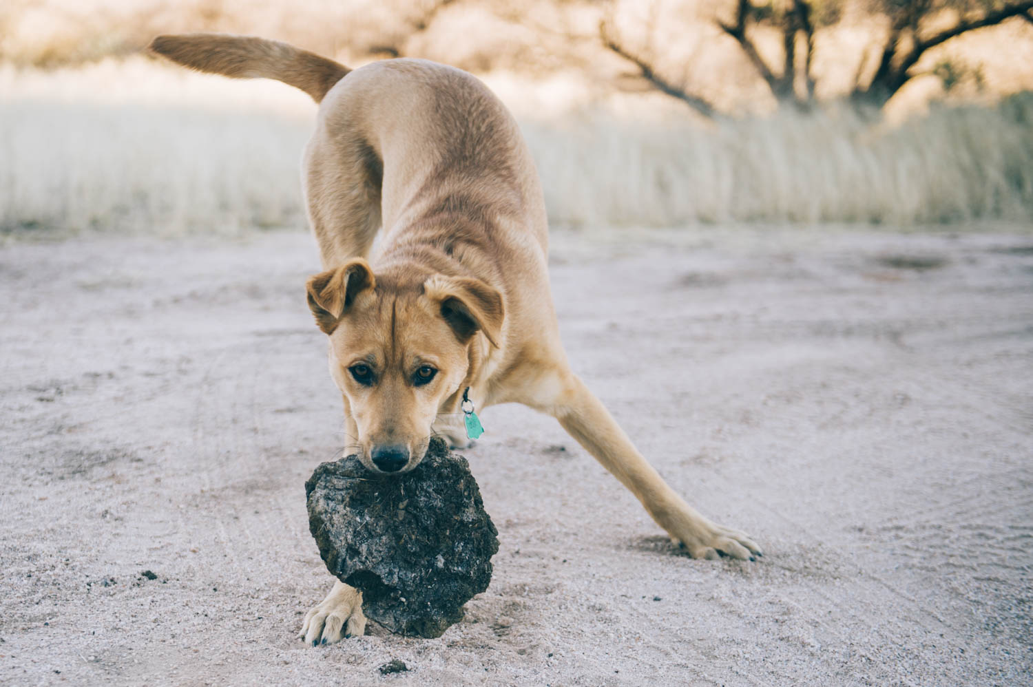 Java thought that collecting cow dung was a pretty fun game.