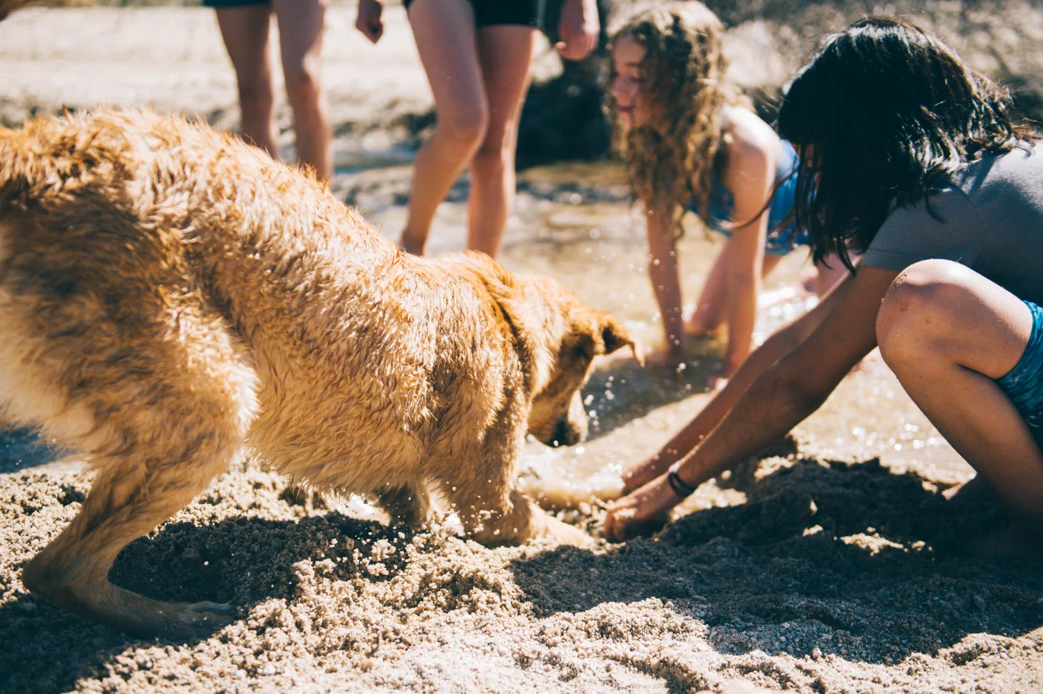 Digging contest!