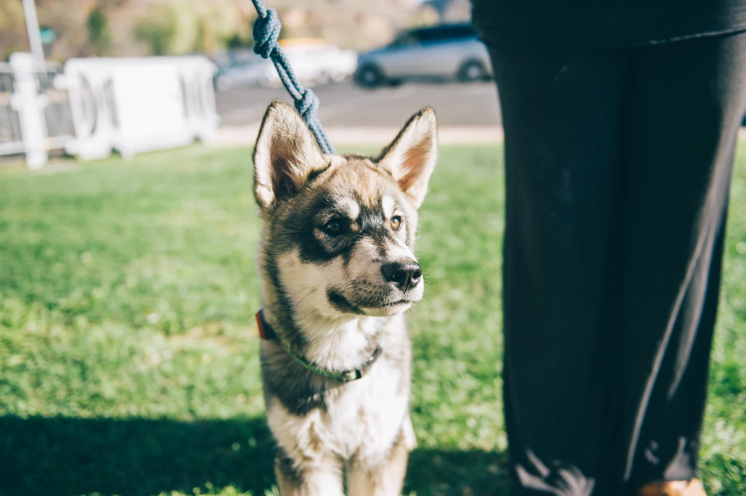 Meet Mr. Cru Jones, the mascott of the festival, or festivals I should say, since his owner teaches bike clinics in the mountain bike festivals and brings him with her! He is a rescue malamute pup from Colorado and even has his own Instagram page !