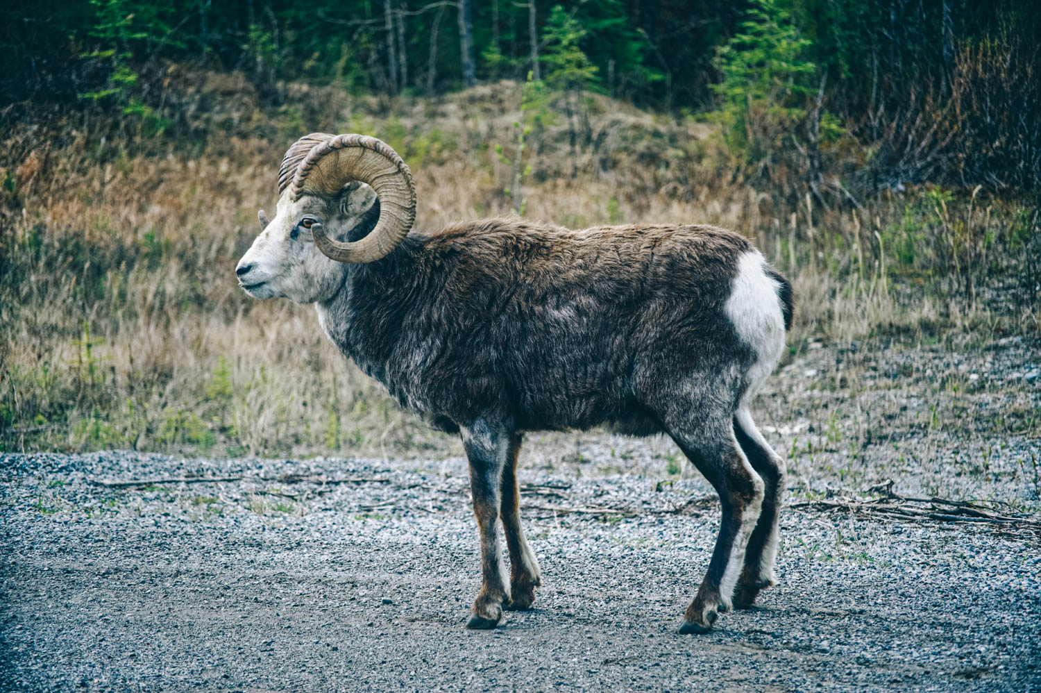 As usual, we were treated to a real show on our way North. Bighorn sheep, mountain goats, a wolf, cariboos, moose, lots of bears and even brand new bison babies...