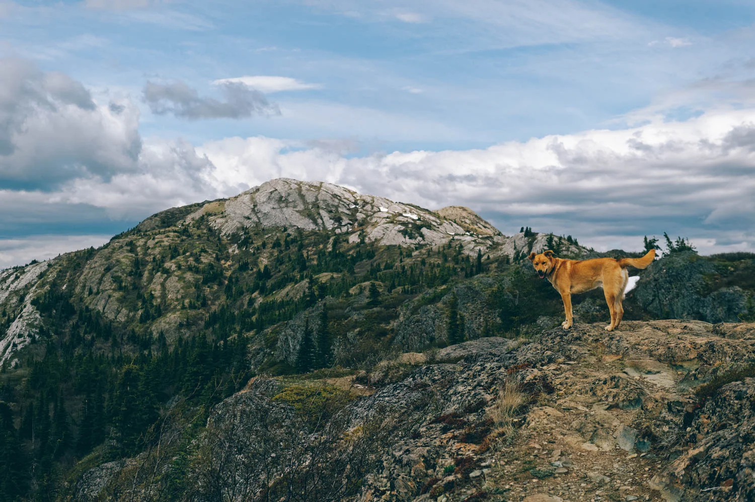 Happy Yukon dog!