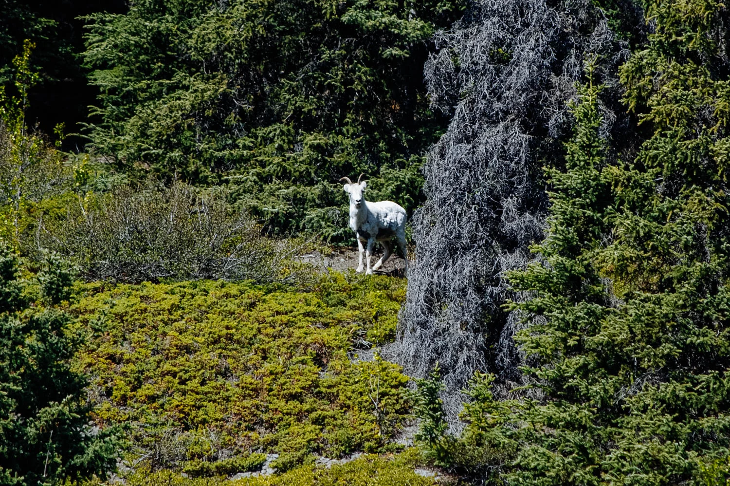 A curious Dall sheep looking at us.