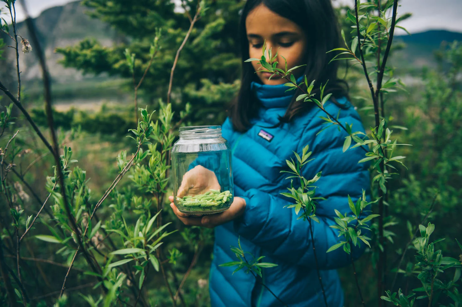 Harvesting spruce tips to make a medicinal syrup.
