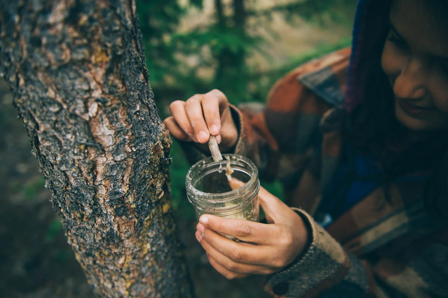 Collecting spruce pitch to make salve.