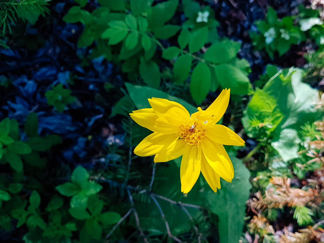 Beautiful arnica flowers everywhere on the trail!