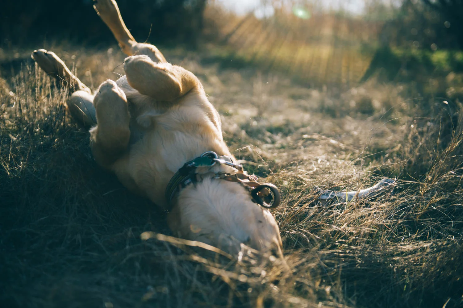 Two of your favorite things: finding bones and rolling in the grass.