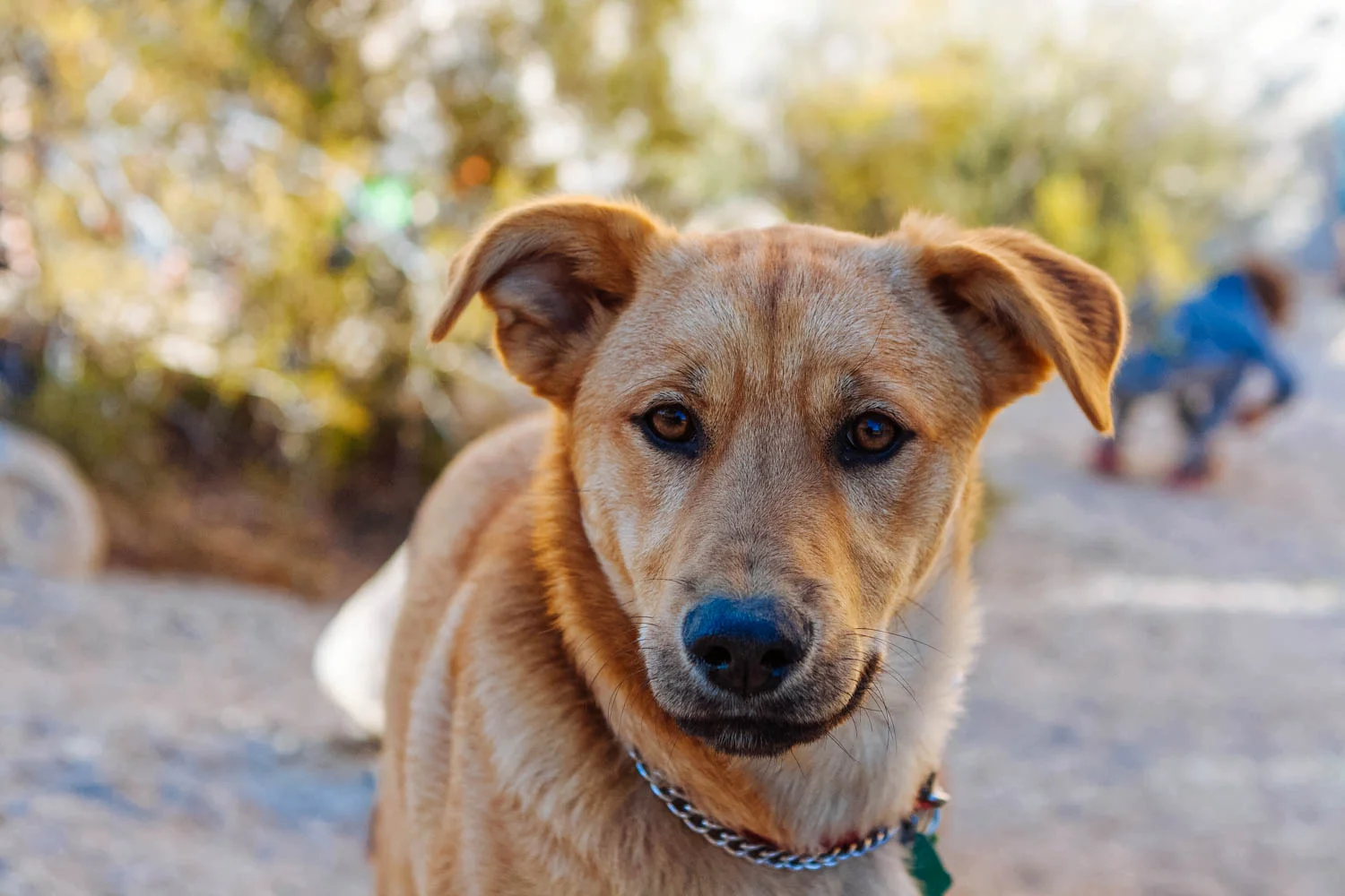 What a beautiful, awesome dog you were, Java (in Joshua Tree National Park, CA).