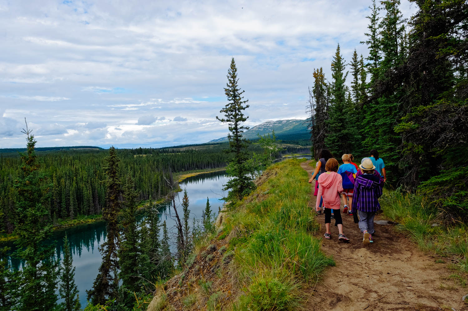 Hiking along the Yukon River and learning about plants and trees as we go.