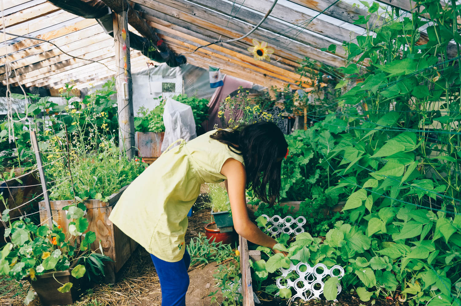 Maryne's greenhouse