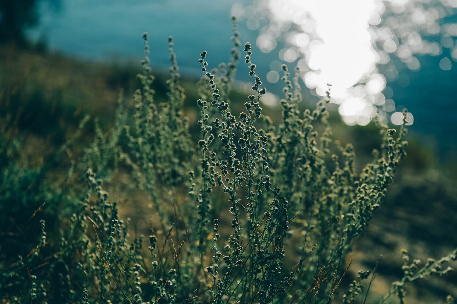 The smell of wild sage on the cliff by the river just across from our campsite. I couldn't resist lying down in it while soaking up the morning sun.&nbsp;