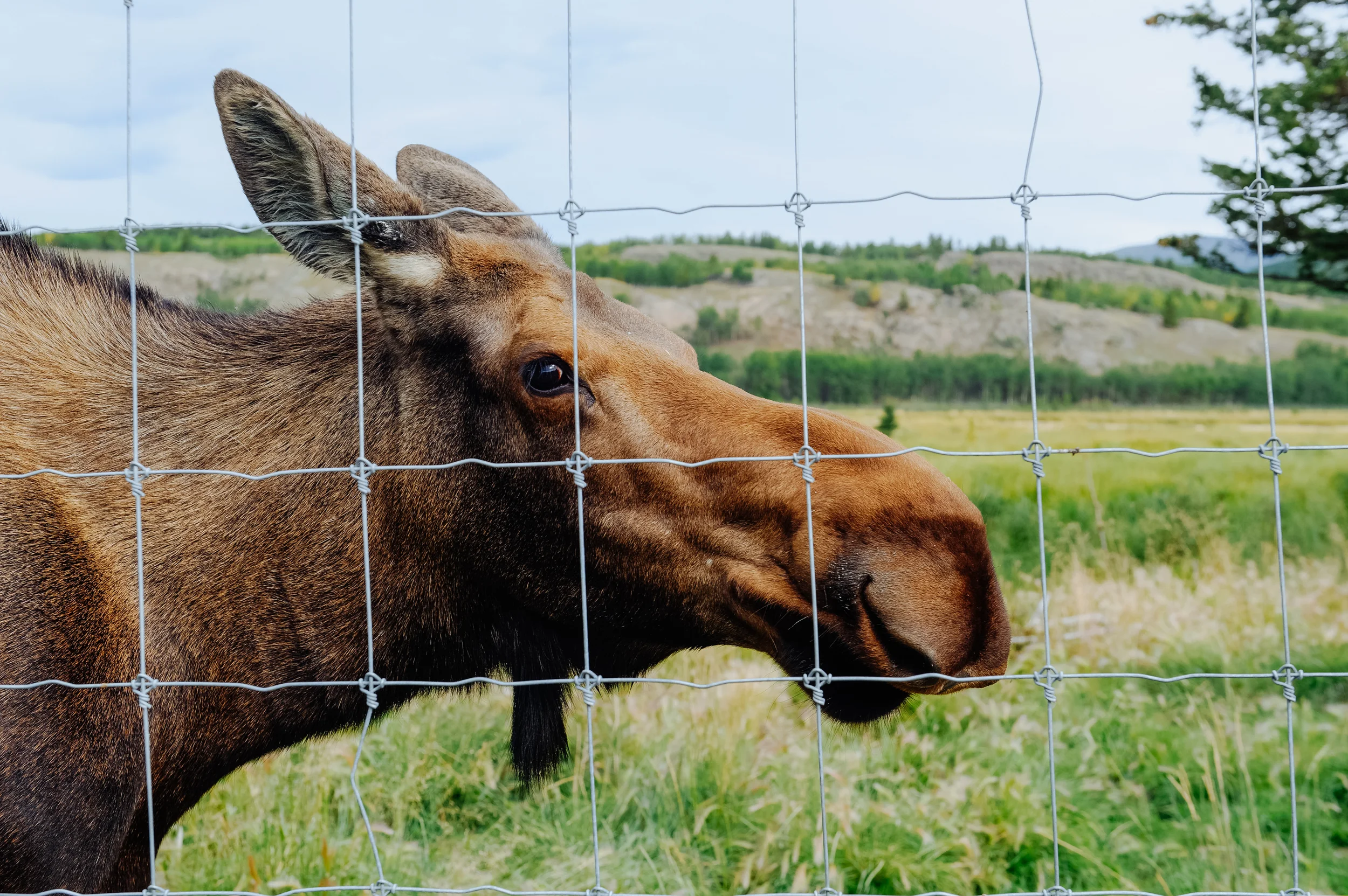 Meet JB, a female moose who was rescued when she was only a few days old. Read her story here .