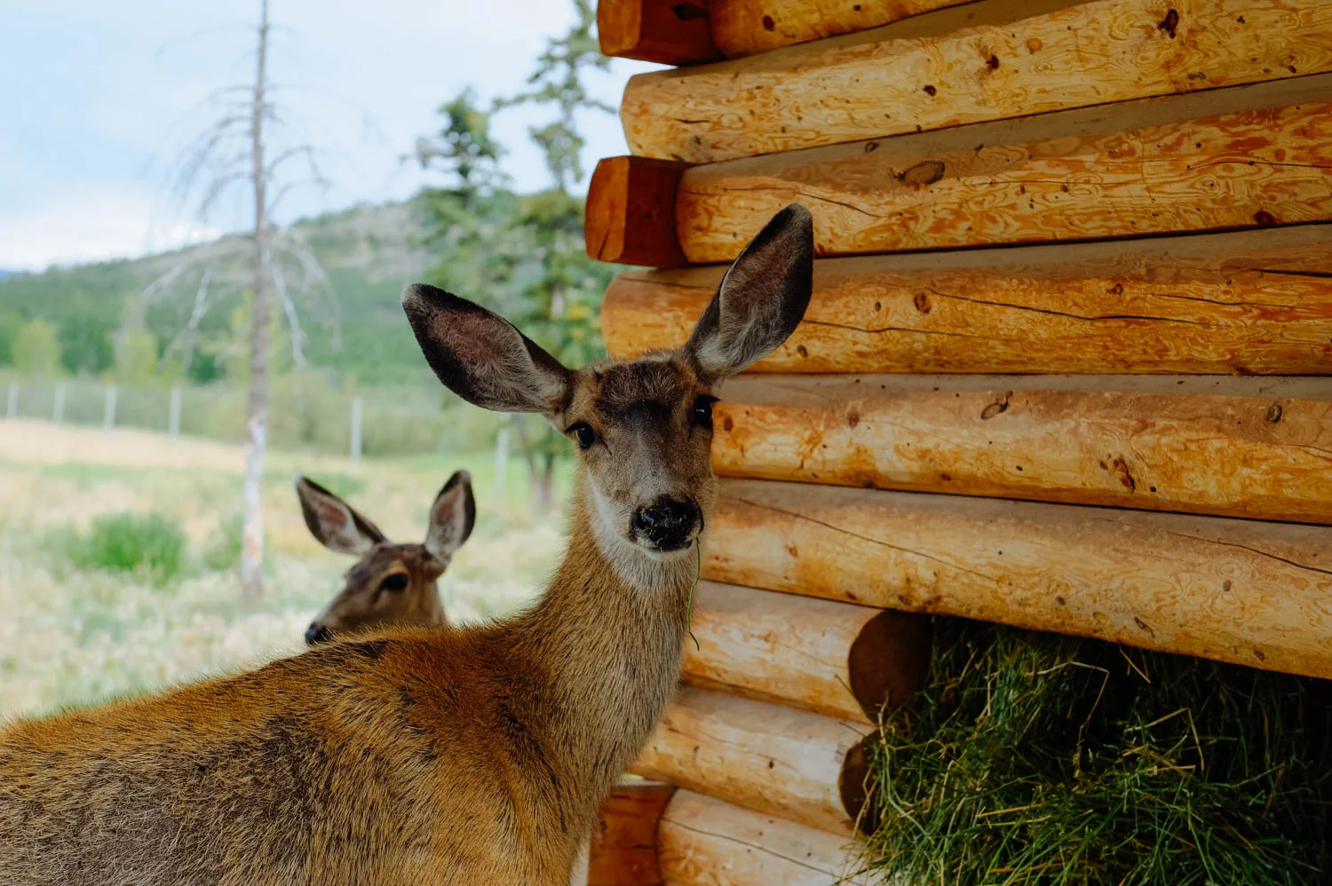 Sweet mule deer.