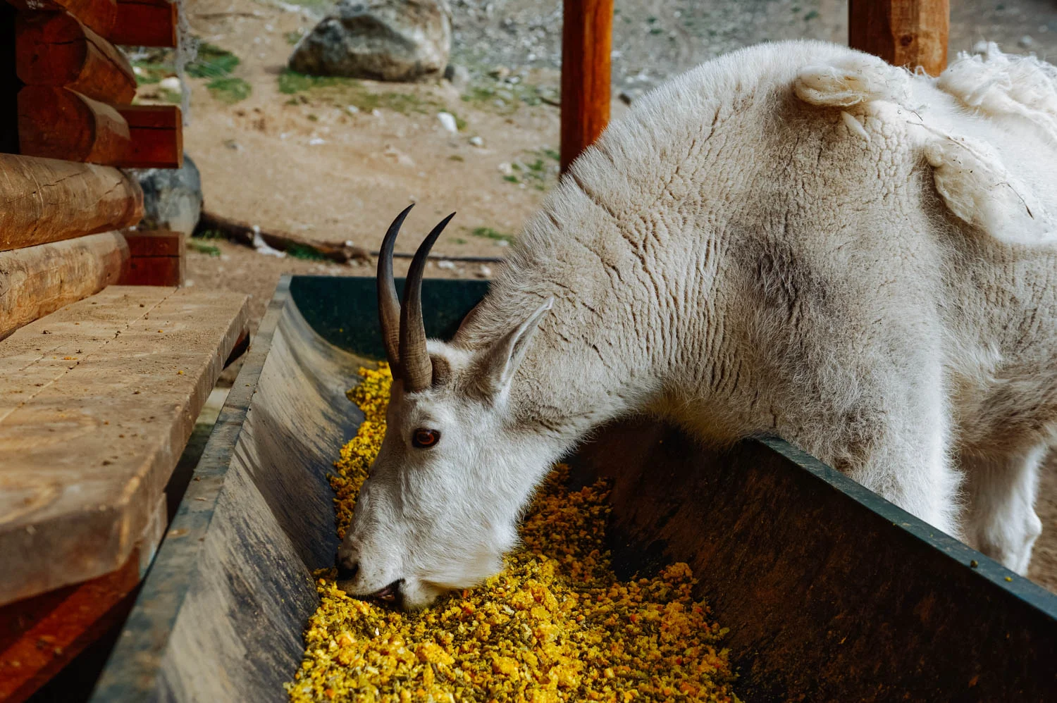 Mountain goat having her breakfast