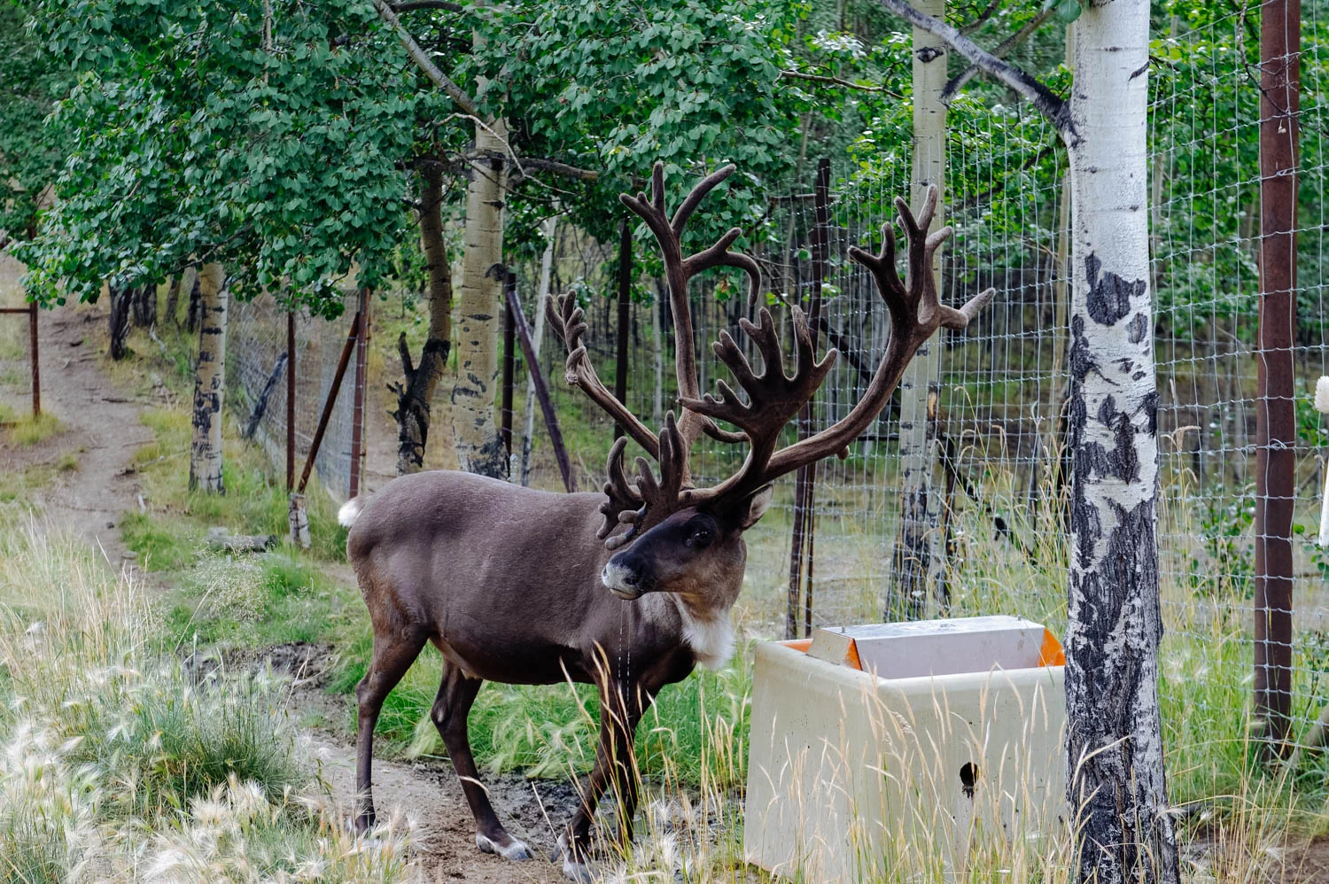 Mr. Caribou and the salt lick