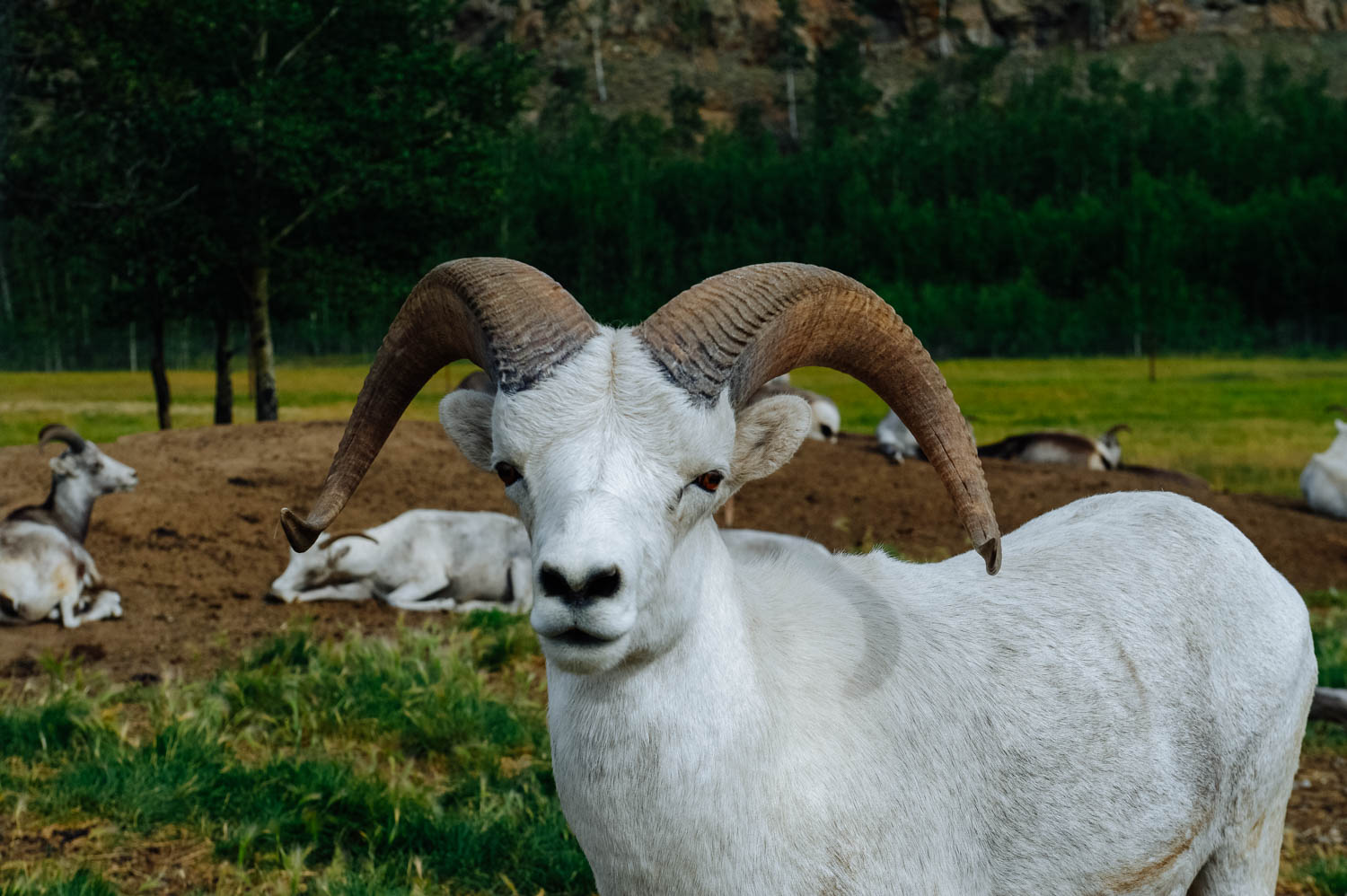 Thinhorn sheep