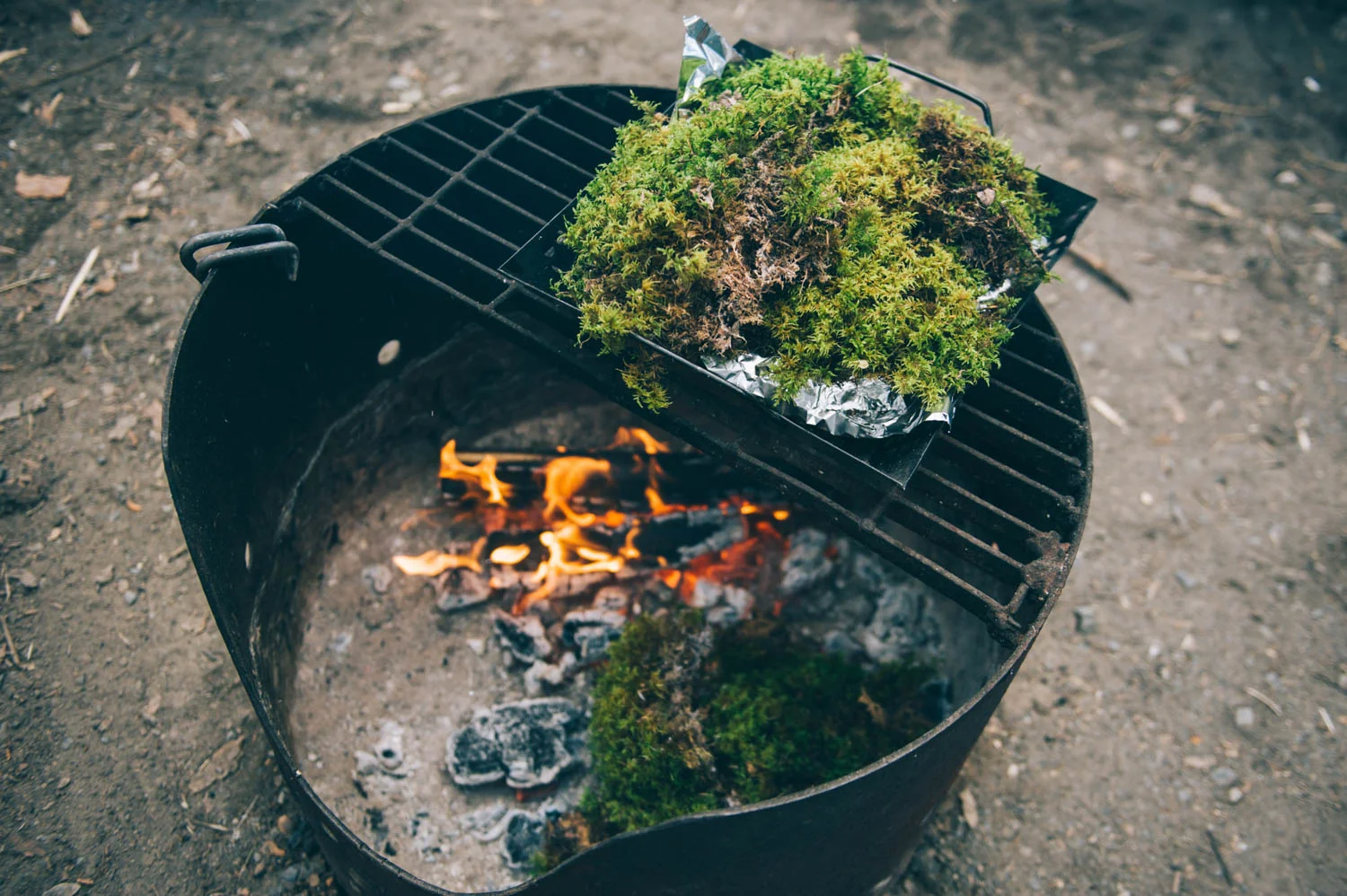 Covering the potatoes with moss to keep them from drying out.