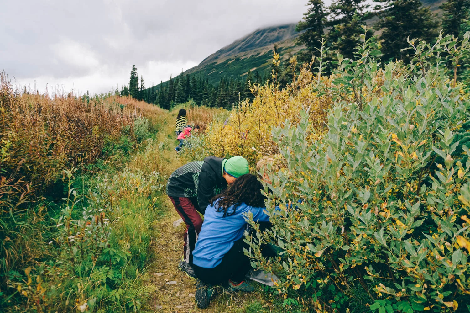 Picking blueberries in Fraser, BC (45 min from Carcross towards Alaska).