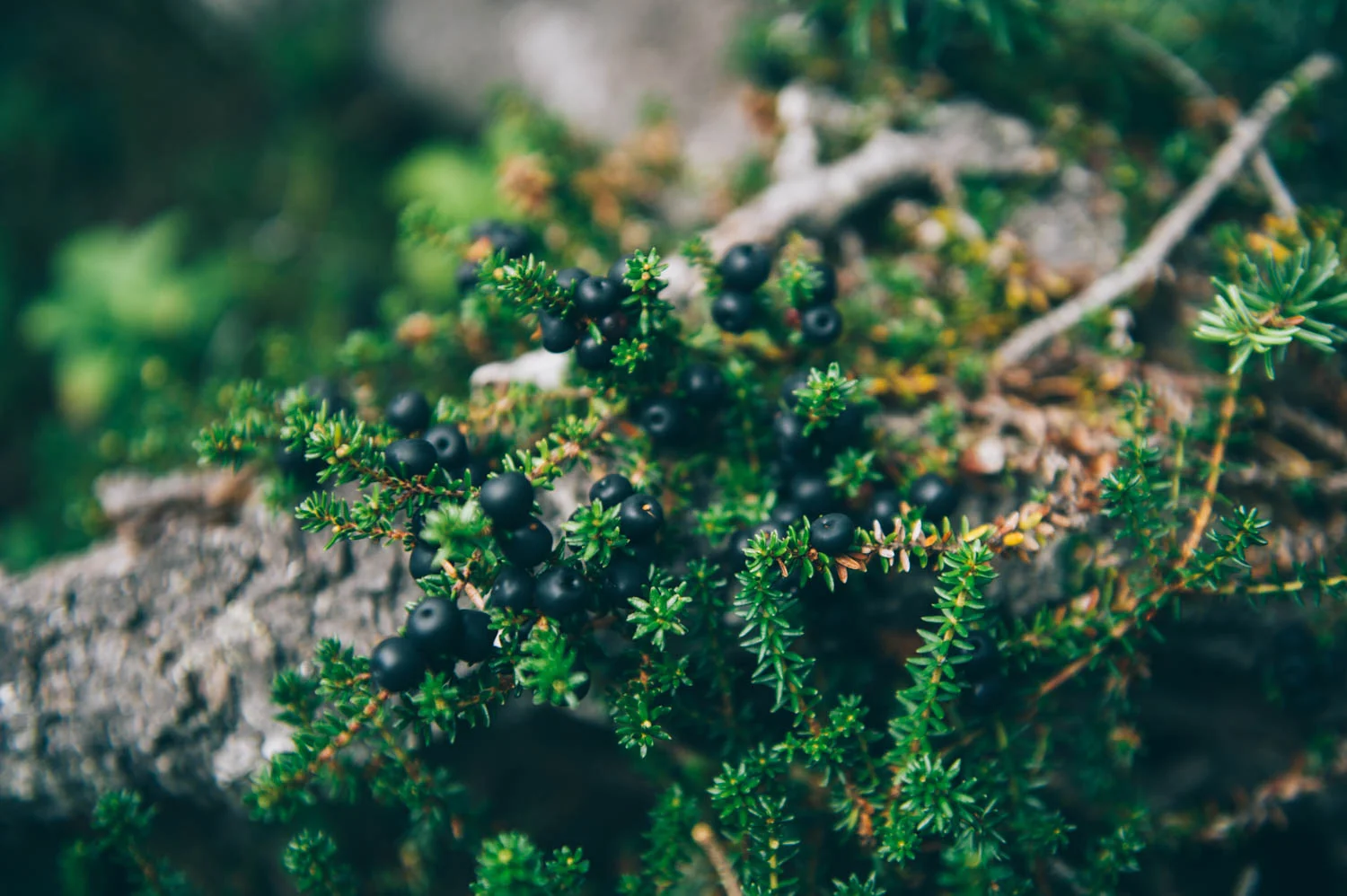 Mossberries