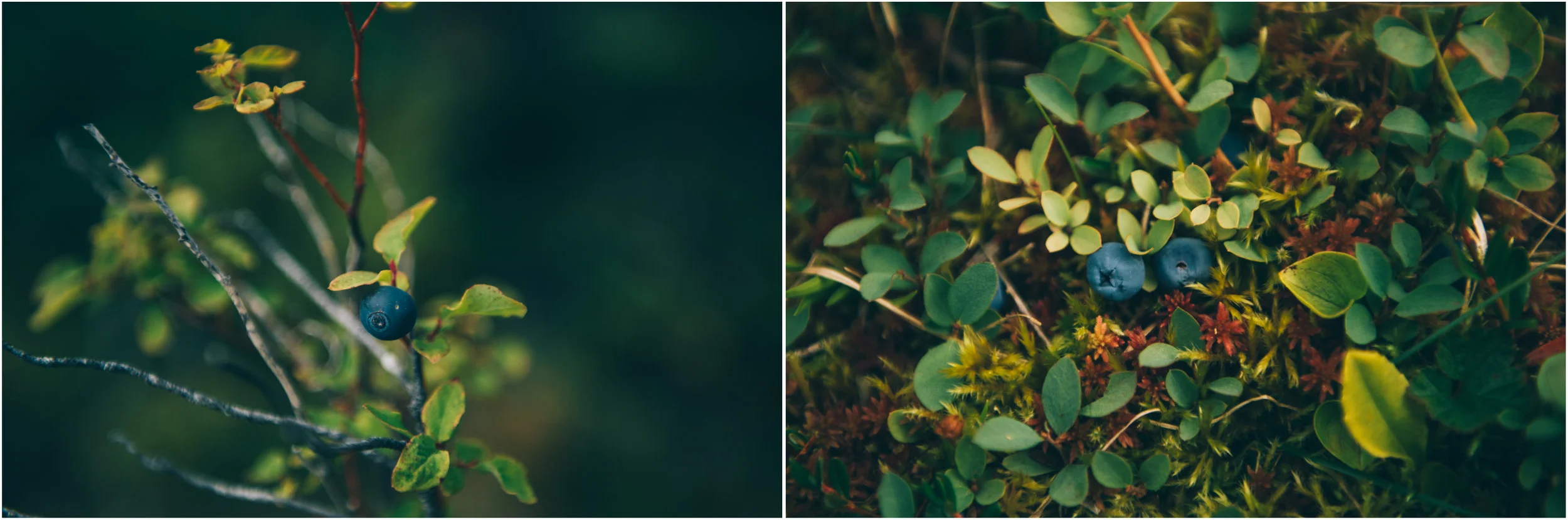 Early blueberry (aka blue huckleberry or Vaccinium ovalifolium ) on the left, dwarf blueberries on the right ( Vaccinium caespitosum )