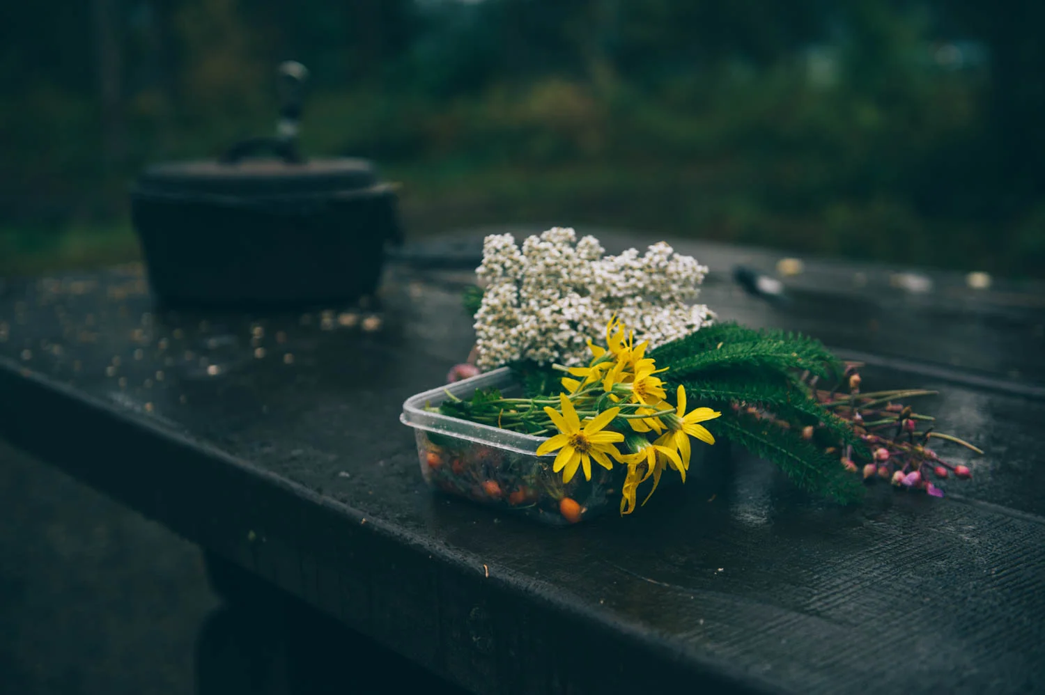 Medicine making with arnica, yarrow, fireweed and rosehips and dutch oven apple crips with freshly picked thimbleberries and blueberries.