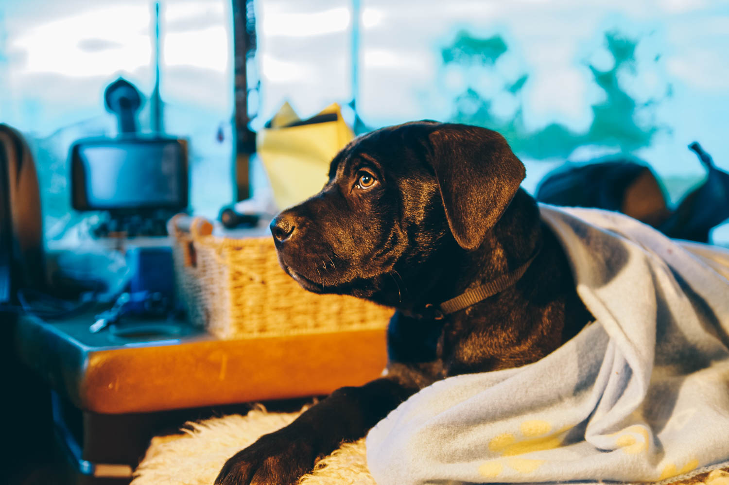 Meet Stout! He is a Presa Canario (Canary Mastiff), a rare giant-breed from the Canary Island, a cousin of the Cane Corso (Italian Mastiff). Yes, he's gonna be big!