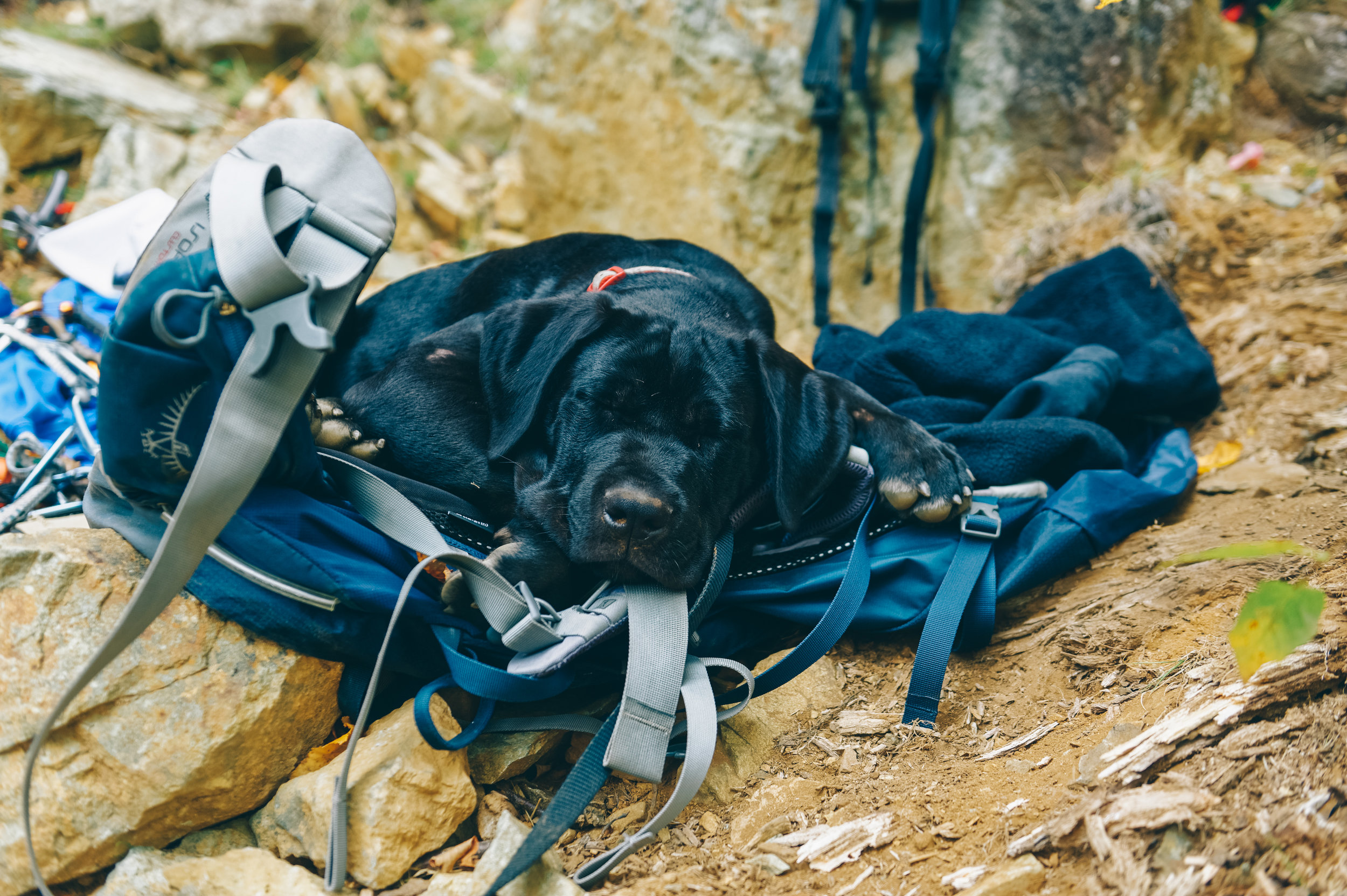 This climbing thing is tiring1