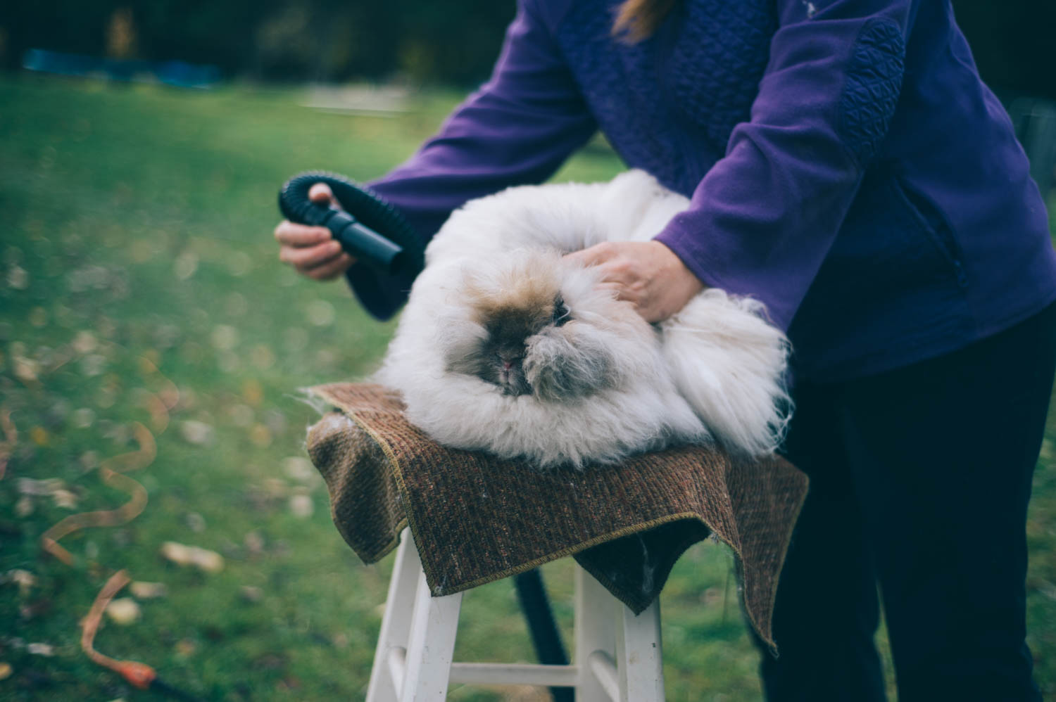 Fluffing the angora rabbit before collecting the hair.