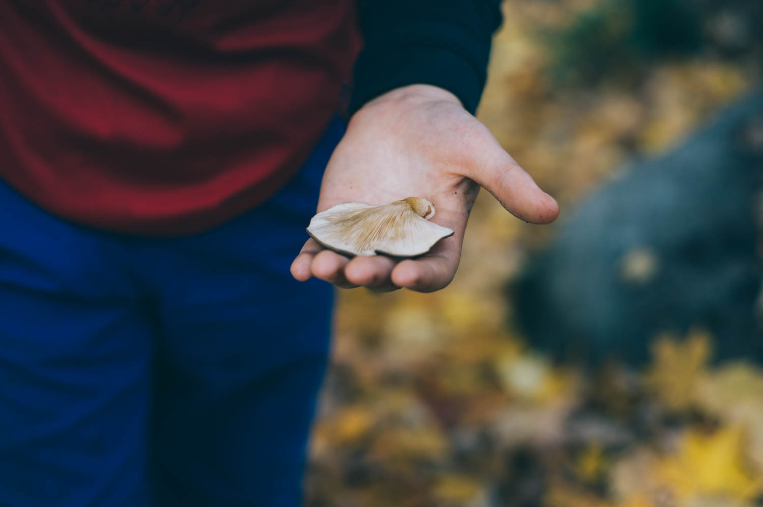 Oyster mushroom picking on a hike up Scotch Cap.